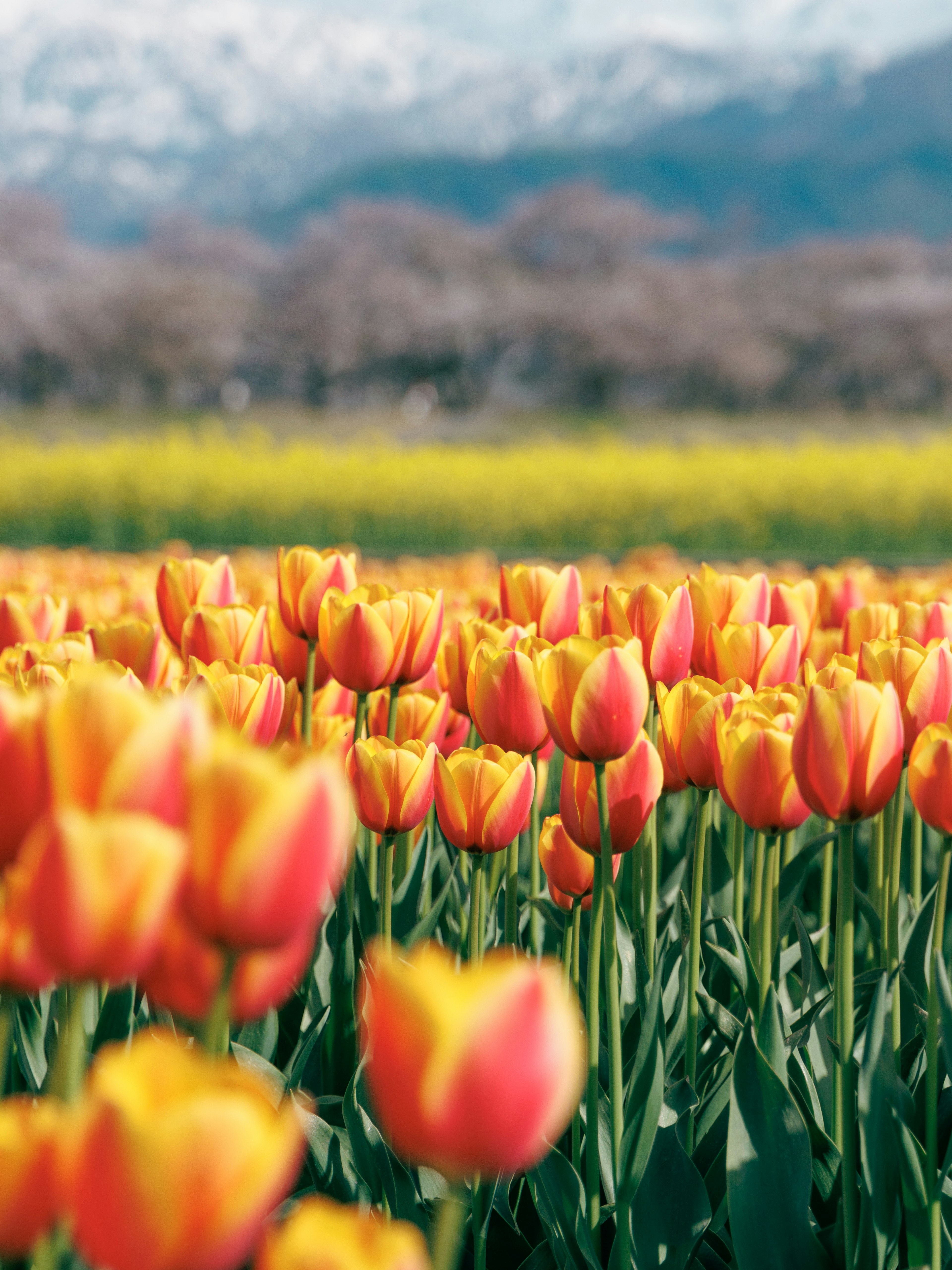 Ladang tulip yang cerah dengan bunga oranye dan kuning di latar belakang pegunungan