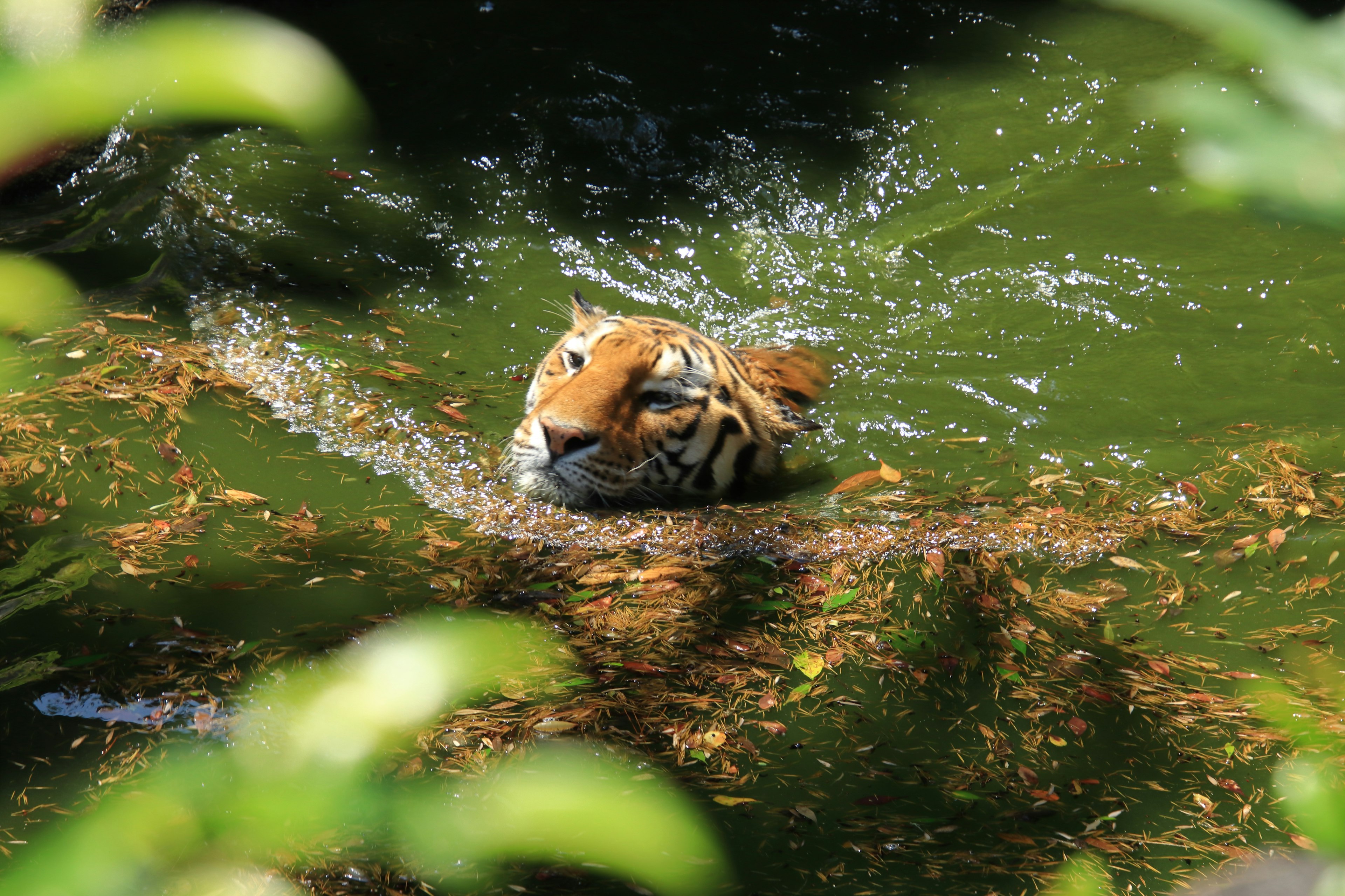 A tiger swimming in a green pond surrounded by foliage