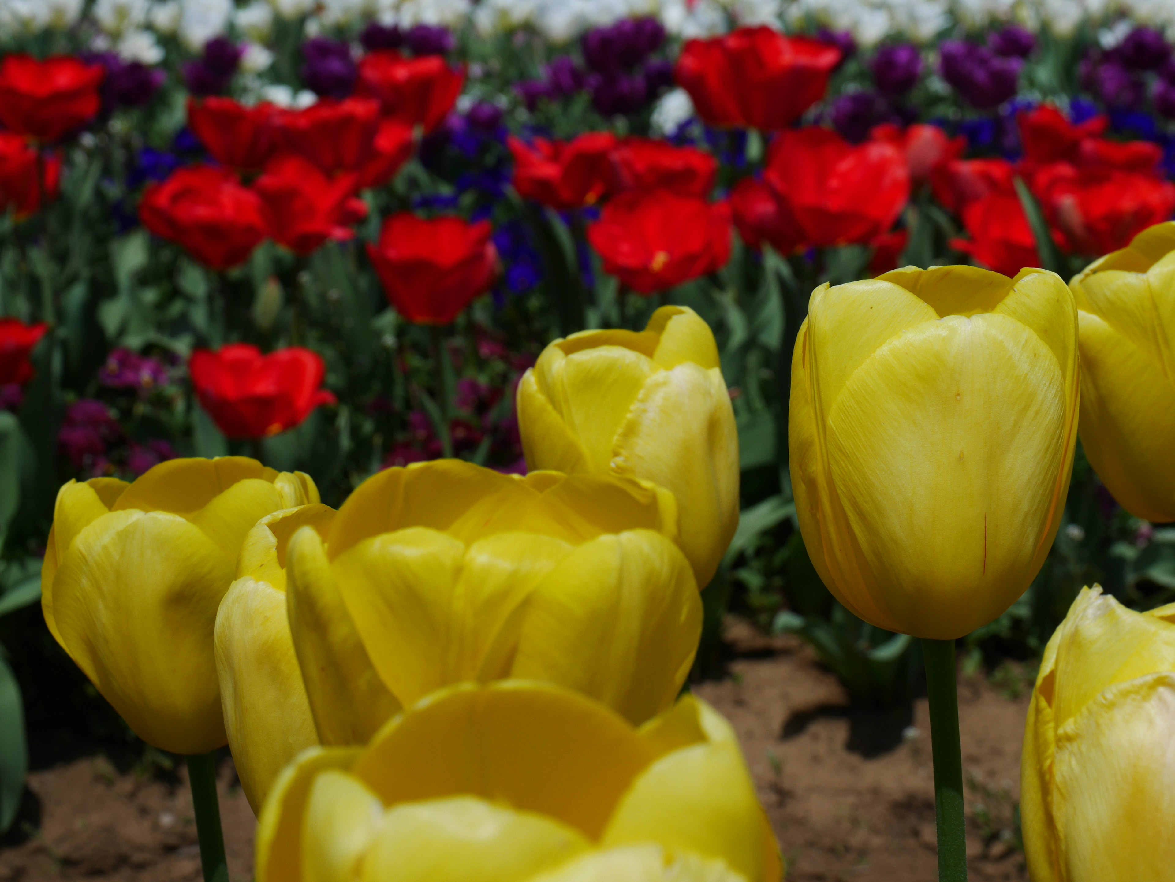 Yellow tulips in the foreground with a vibrant background of red and purple flowers