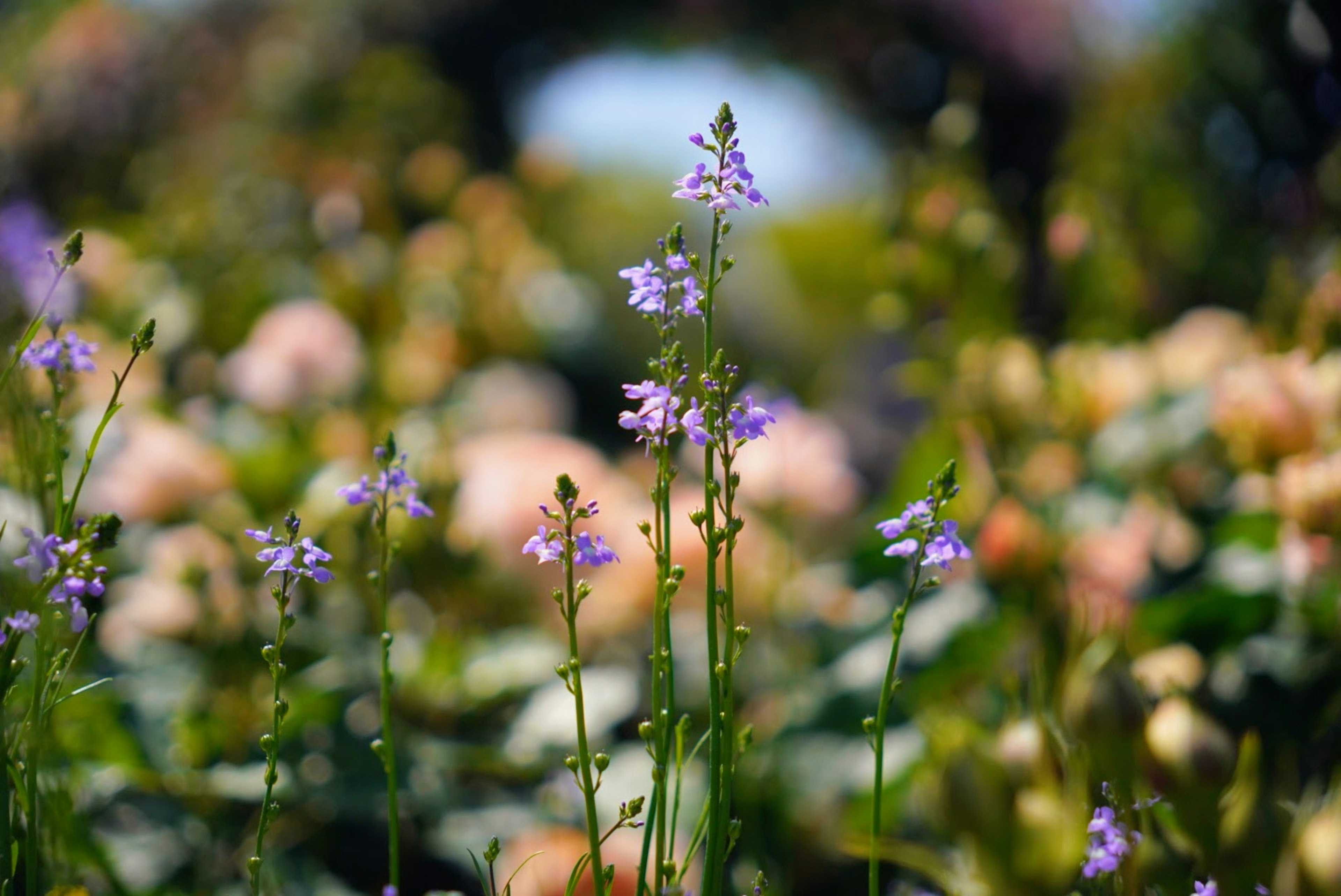 Una hermosa escena de jardín con pequeñas flores moradas y flores borrosas al fondo