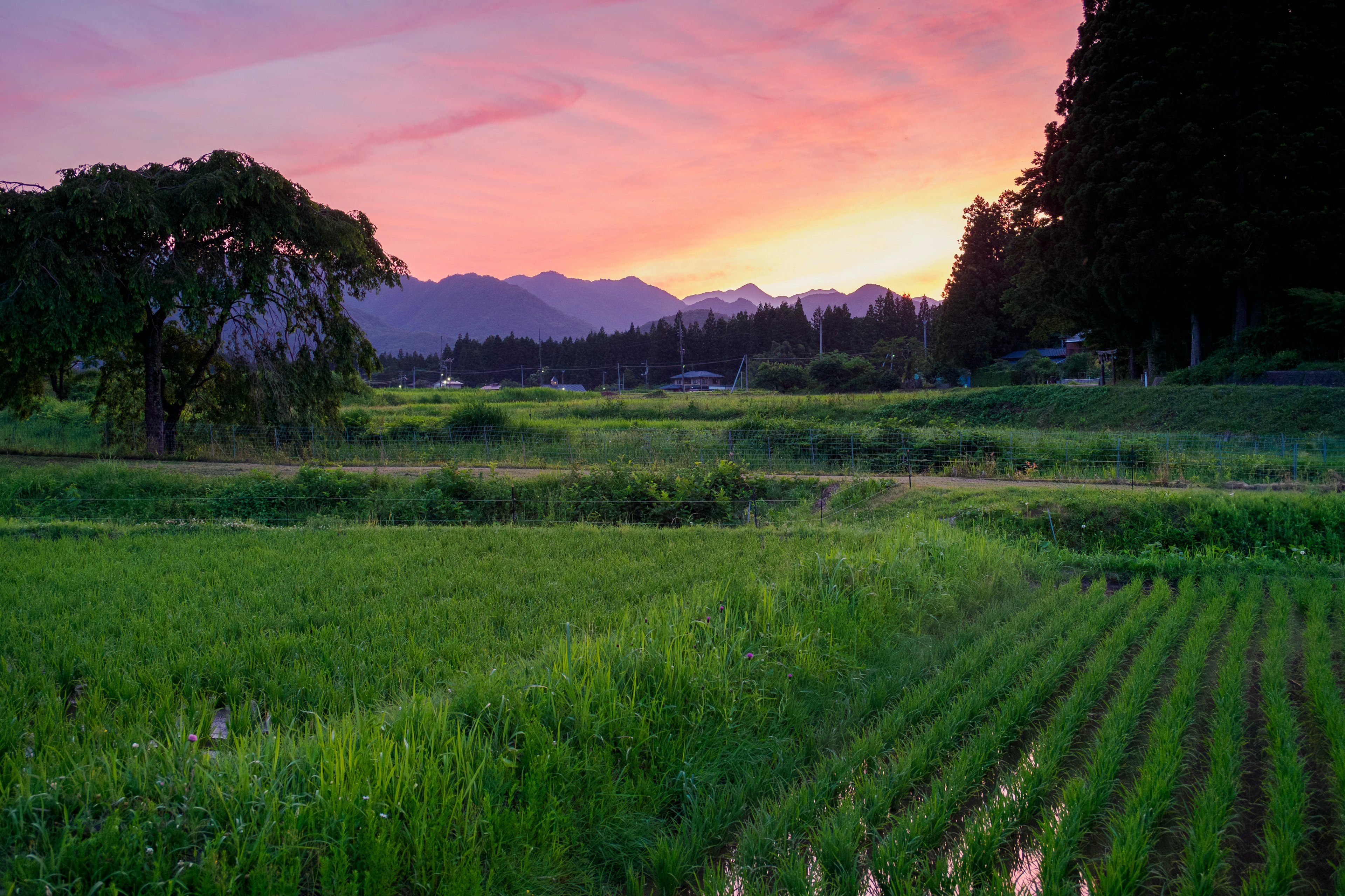 Champs de riz verdoyants sous un coucher de soleil vibrant avec des montagnes en arrière-plan