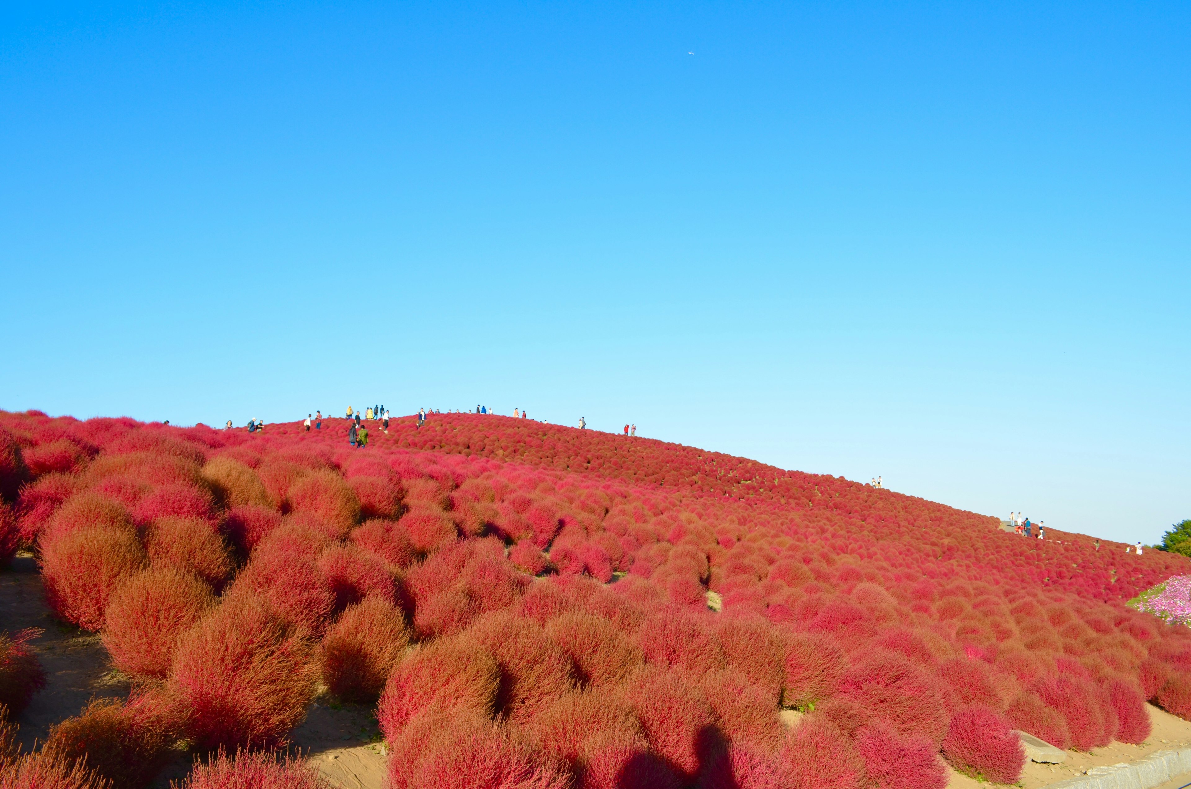 A landscape of red kochia bushes under a blue sky