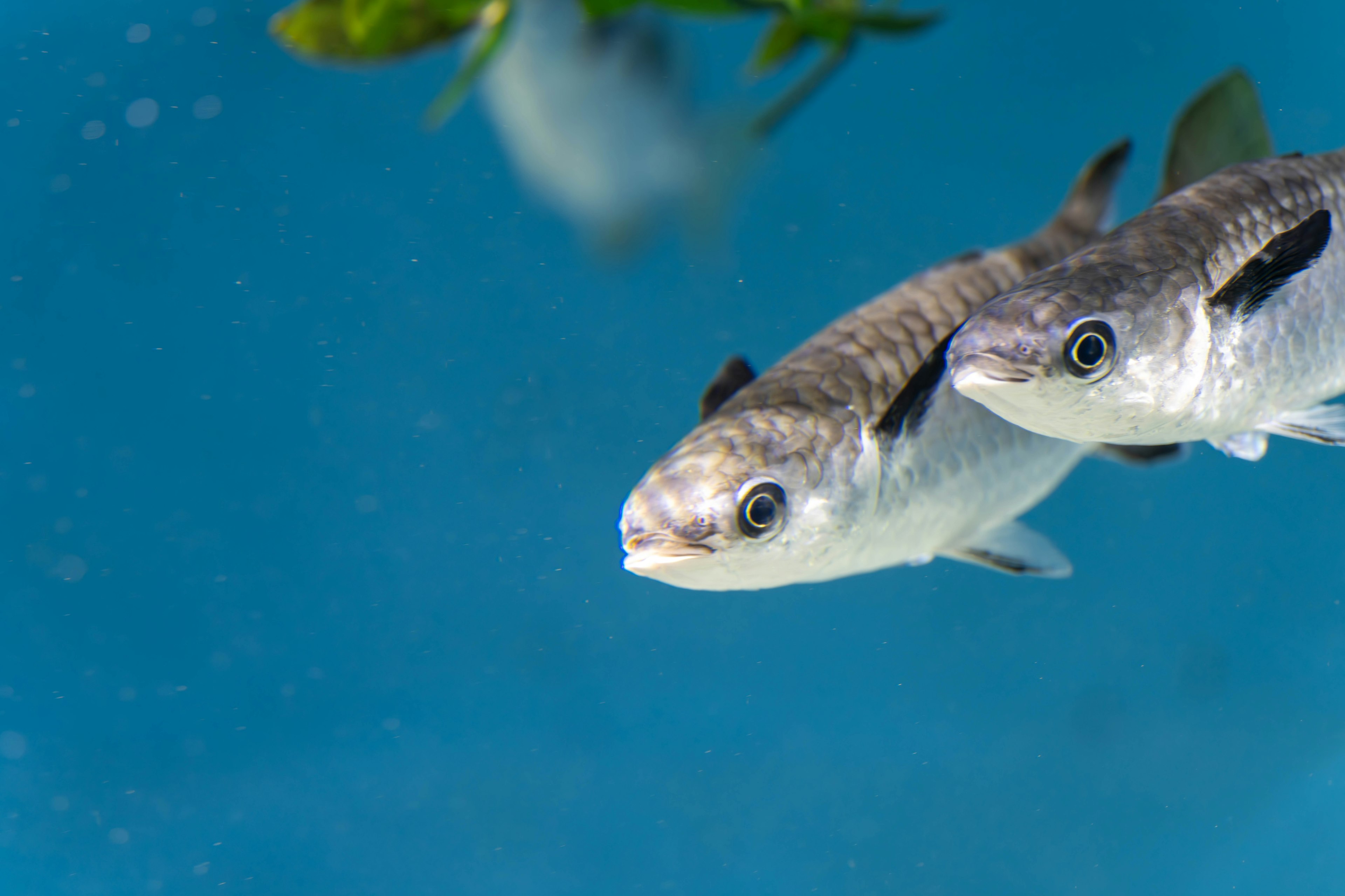 Primer plano de dos peces nadando en agua con un fondo azul