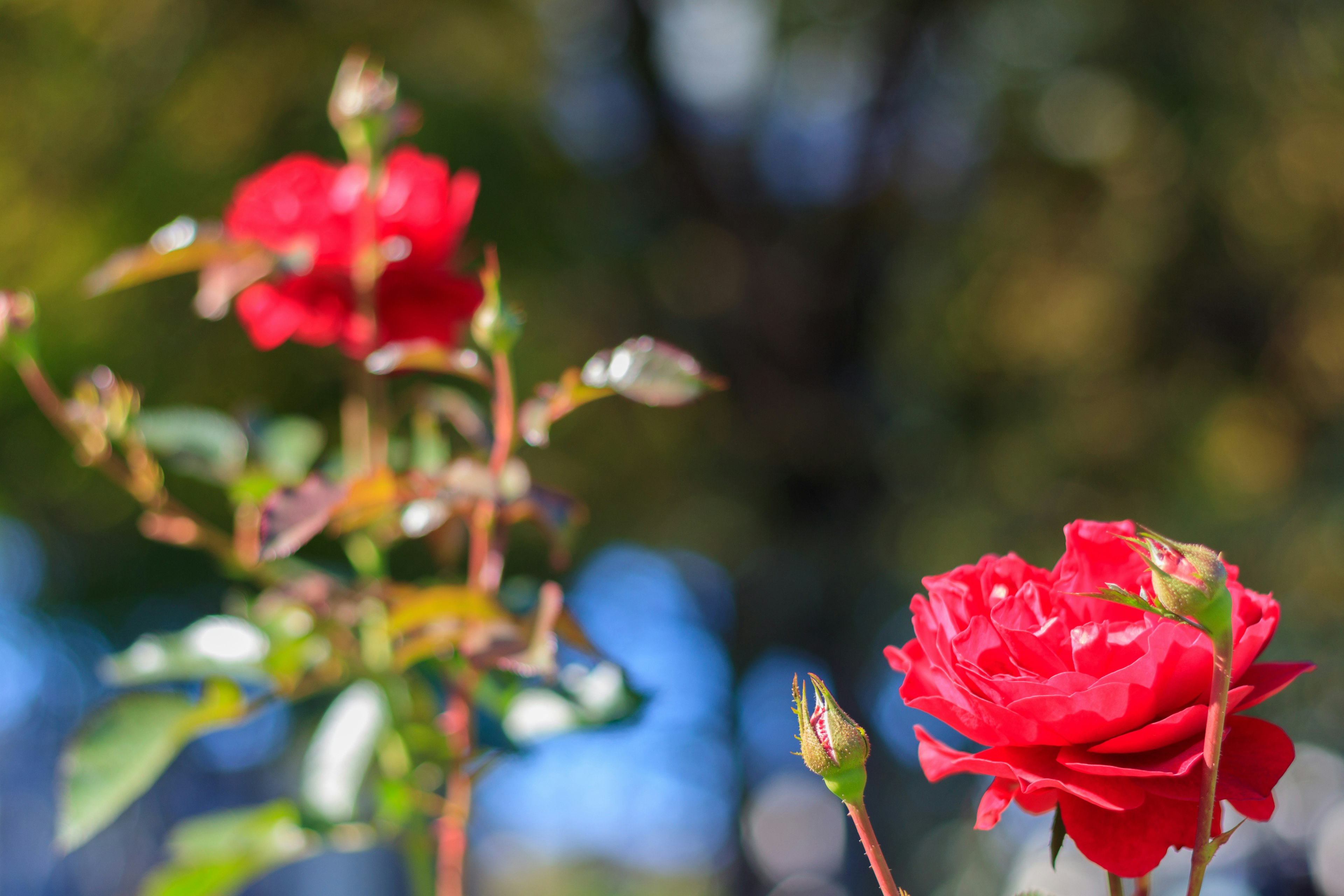 Rote Rosenblüten und Knospen mit verschwommenem Hintergrund