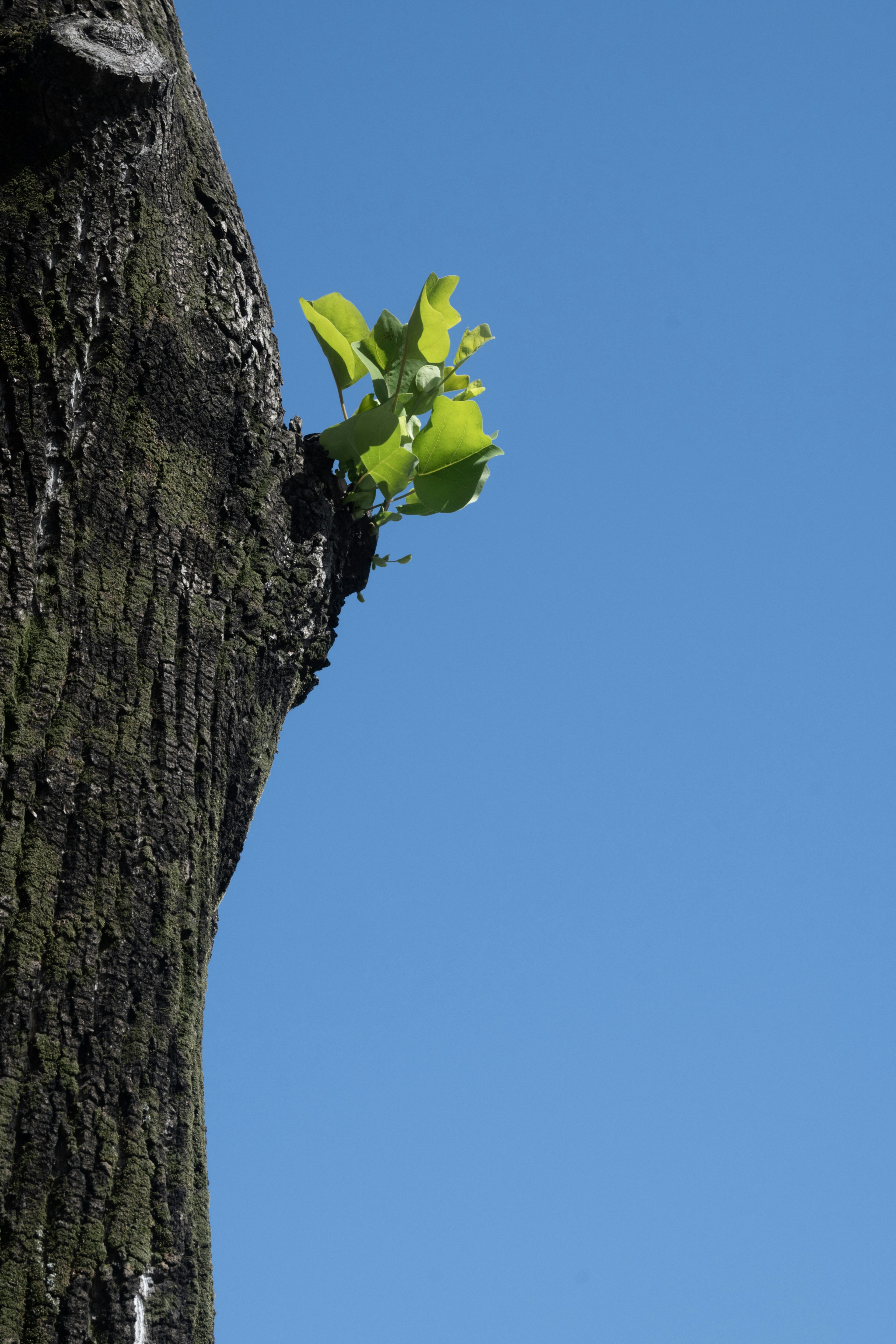 Ein Teil eines Baumes mit neuen grünen Blättern, die unter einem blauen Himmel wachsen