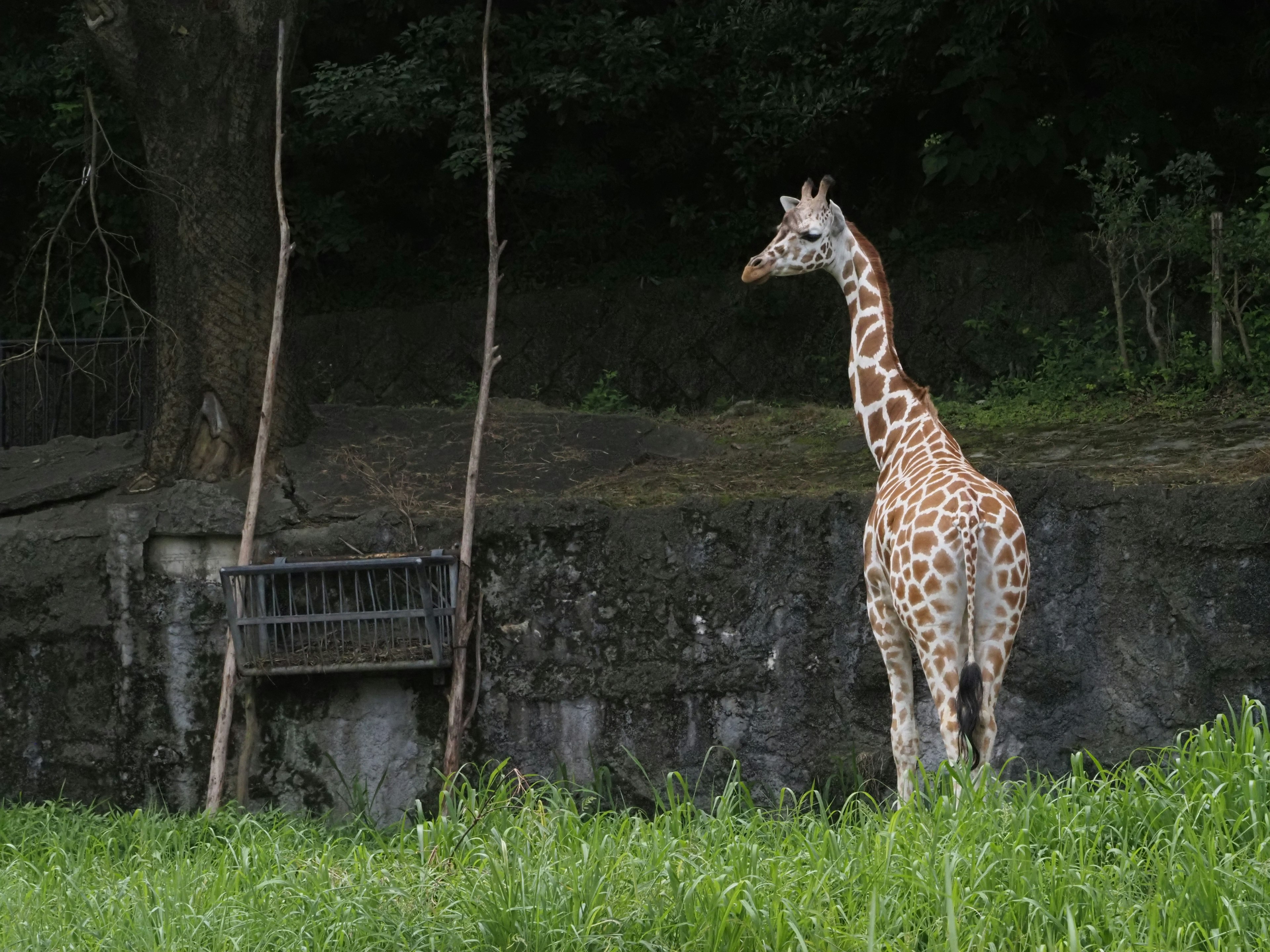 Giraffe standing in the grass with trees in the background