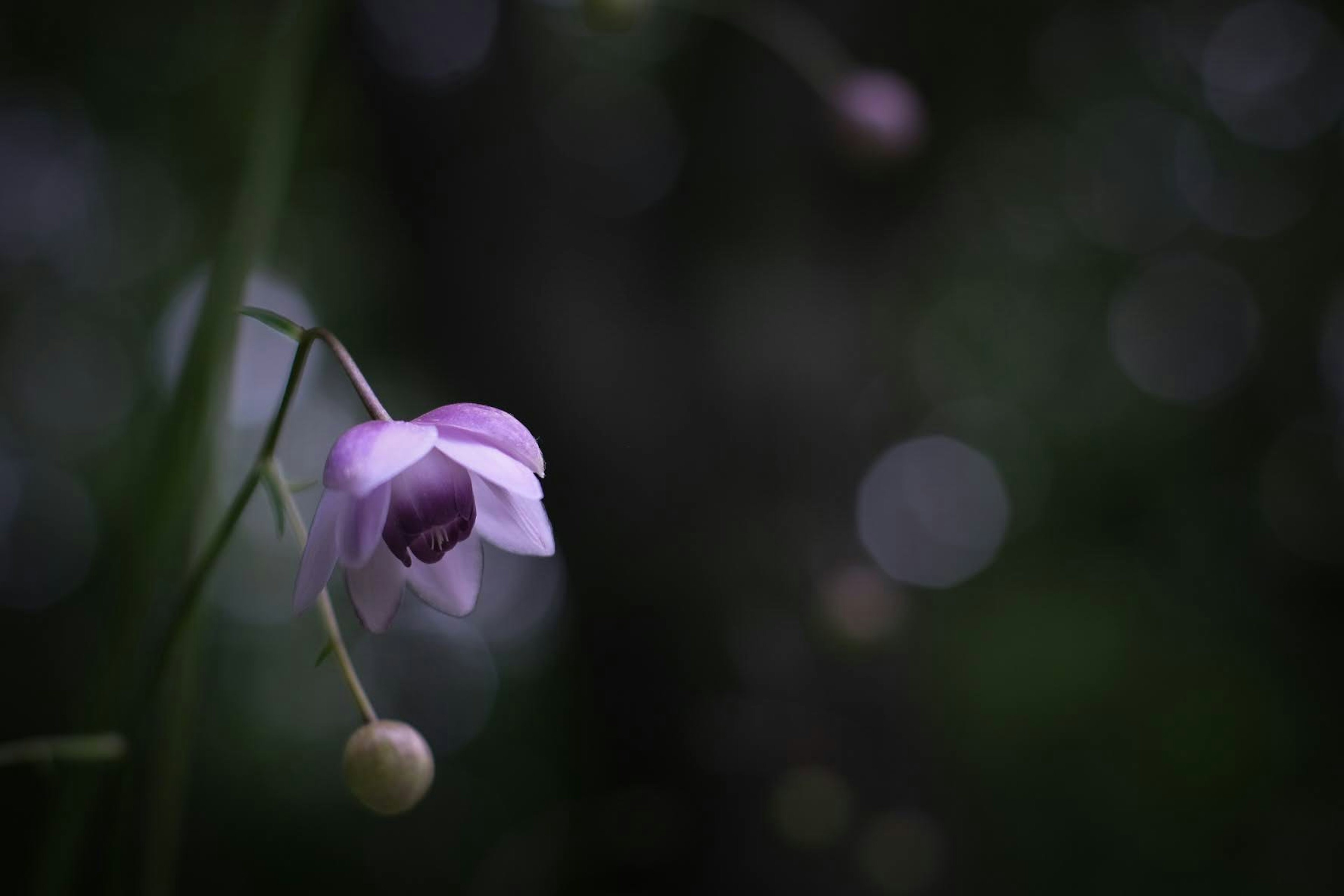 薄紫色の花が暗い背景に浮かび上がっている様子