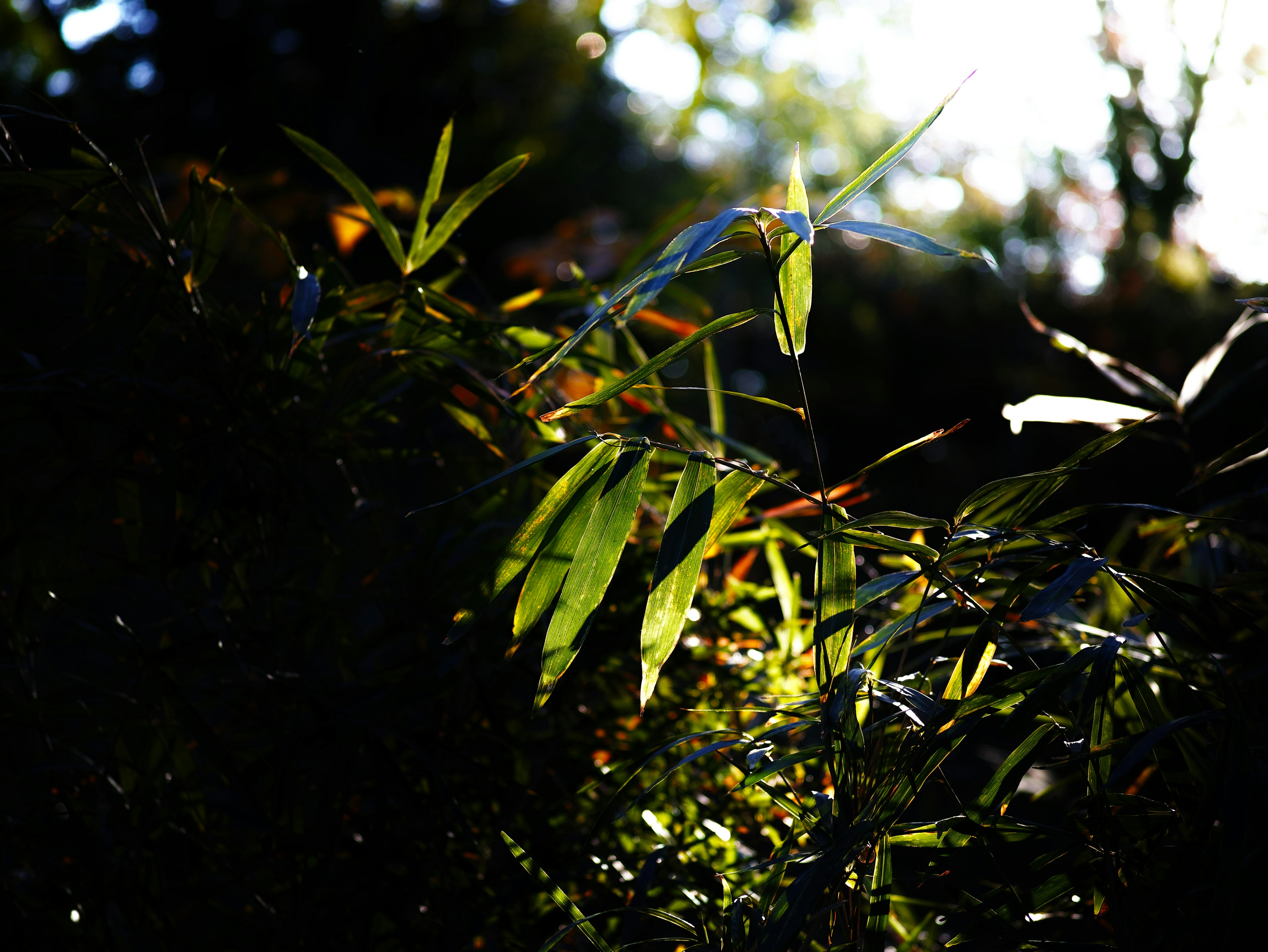 Sunlit bamboo leaves stand out against a dark background