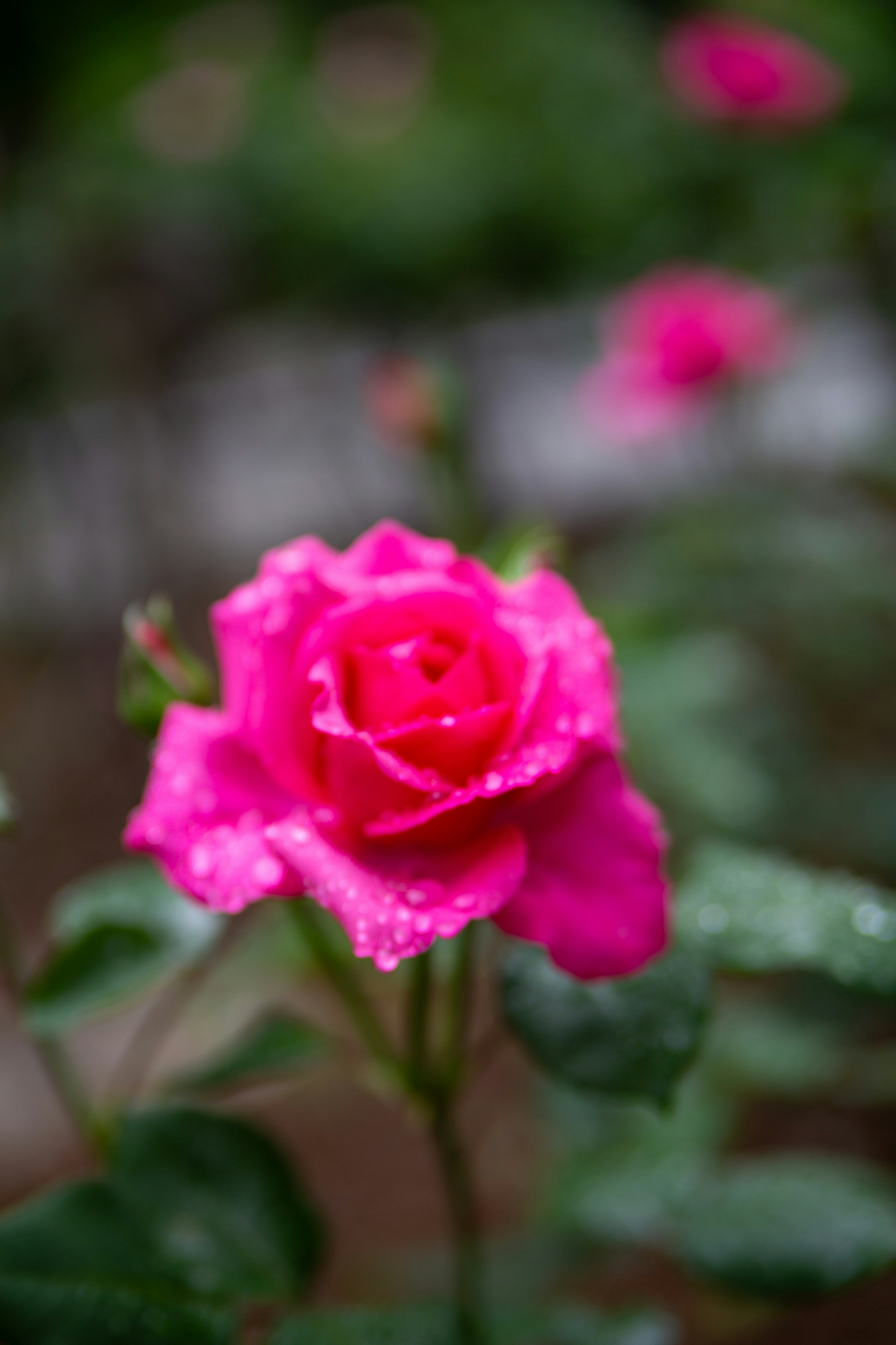 鮮やかなピンクのバラの花が水滴をまとい、美しい背景に際立っている