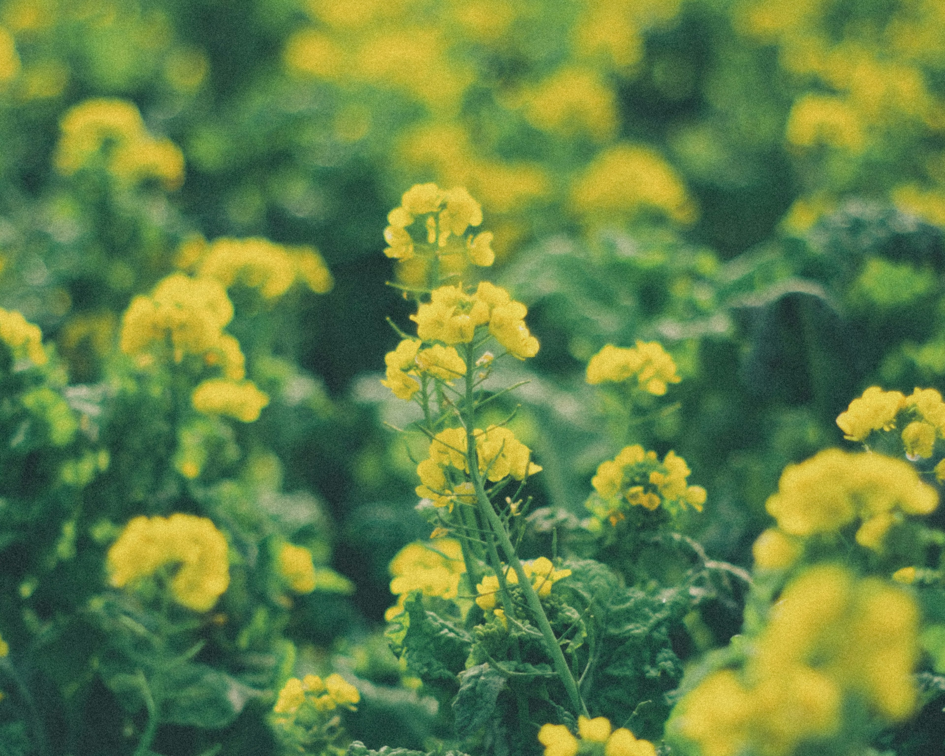 鮮やかな黄色の花が咲く菜の花畑のクローズアップ