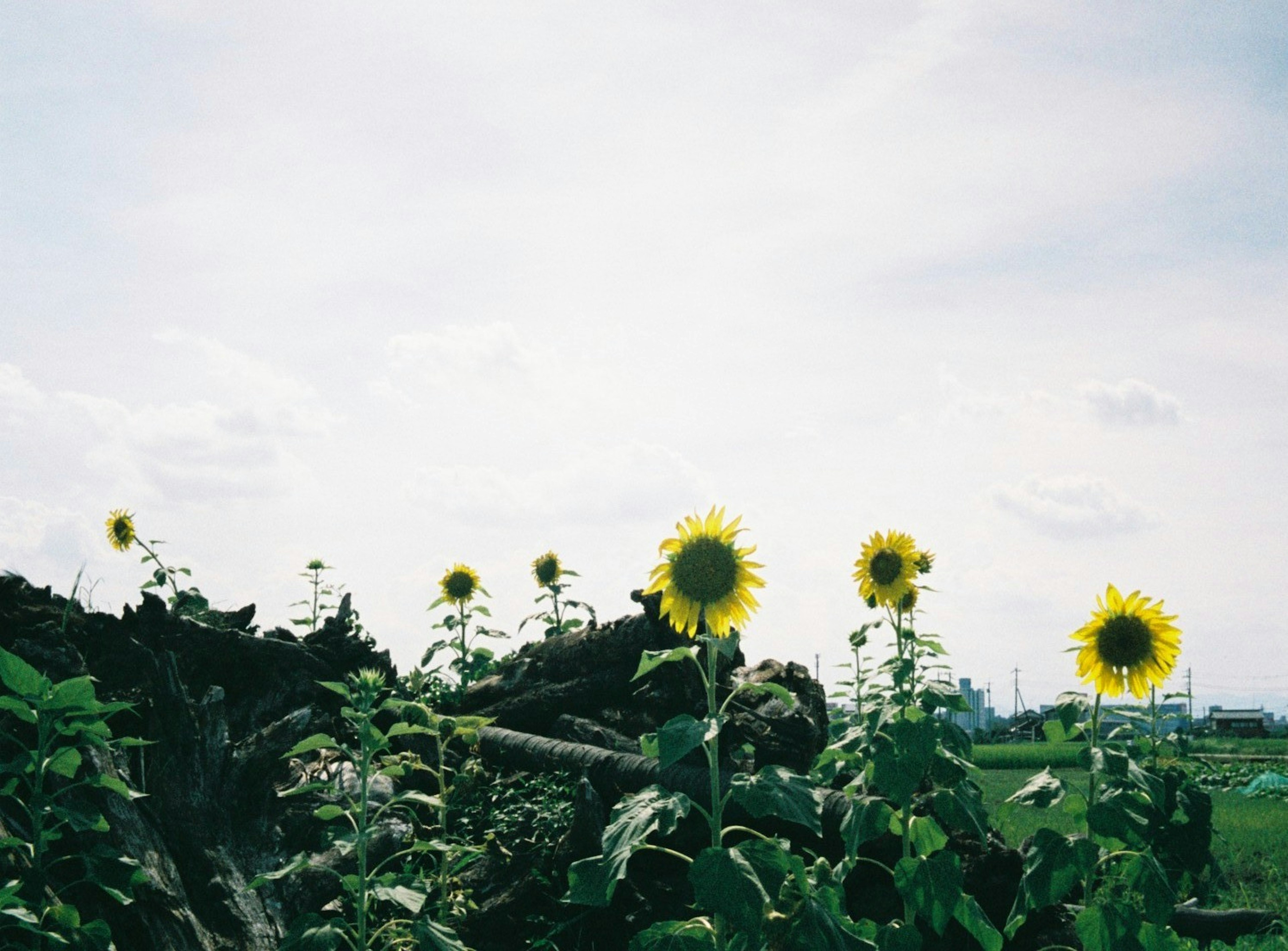 Row of sunflowers blooming under a blue sky with a distant landscape