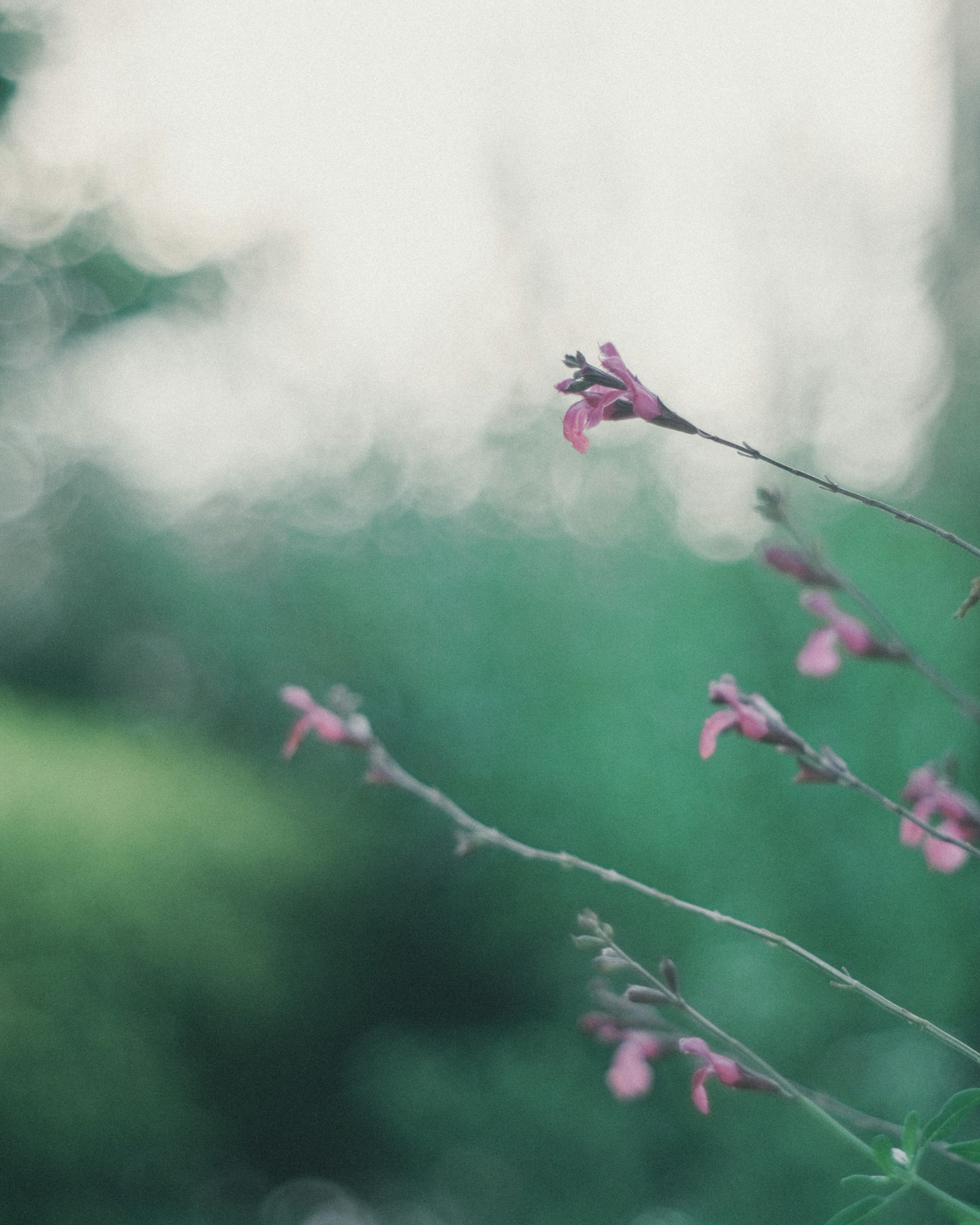 淡い緑の背景に小さなピンクの花が咲いている様子