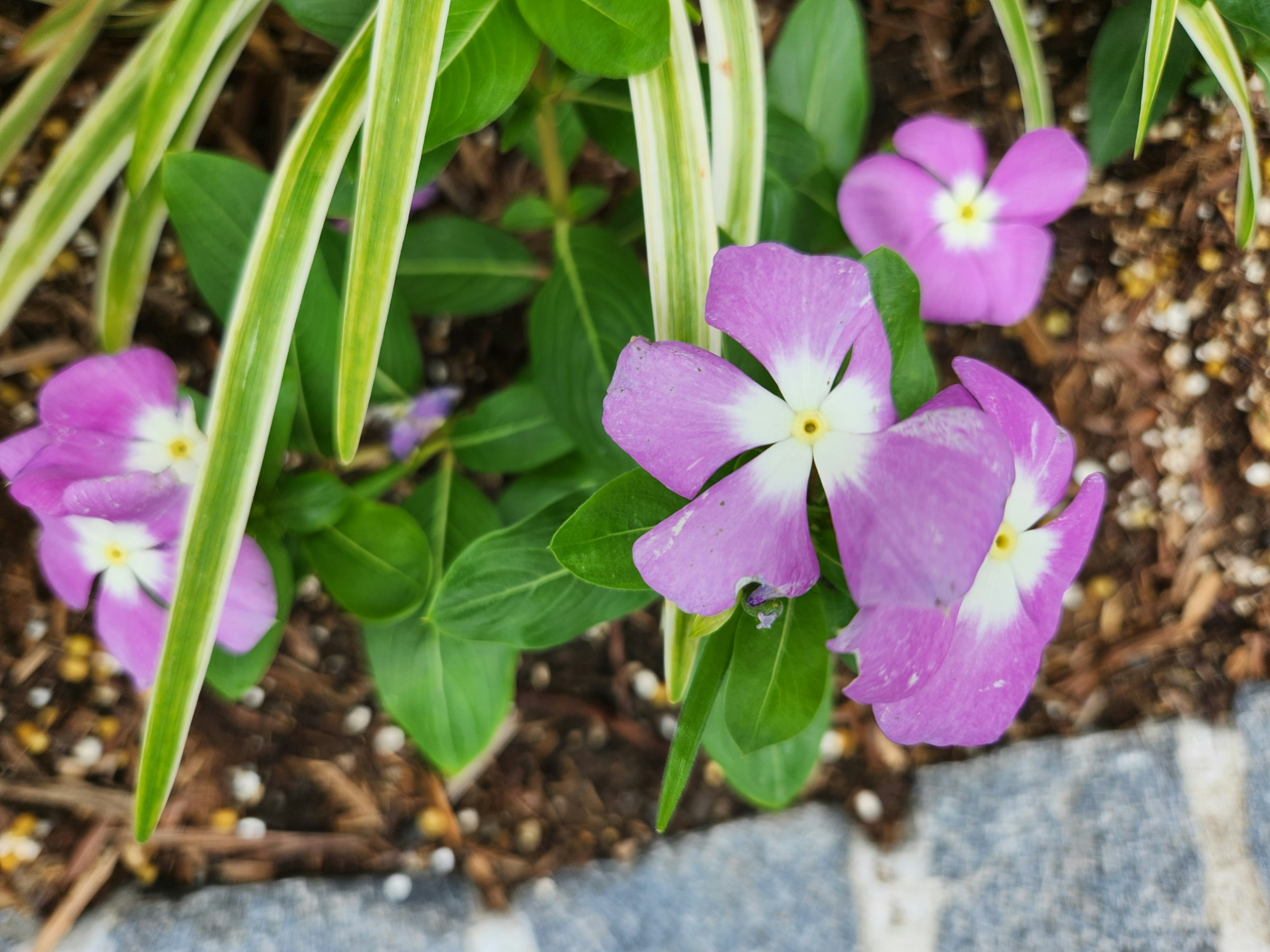 Close-up of purple flowers with green leaves in a garden