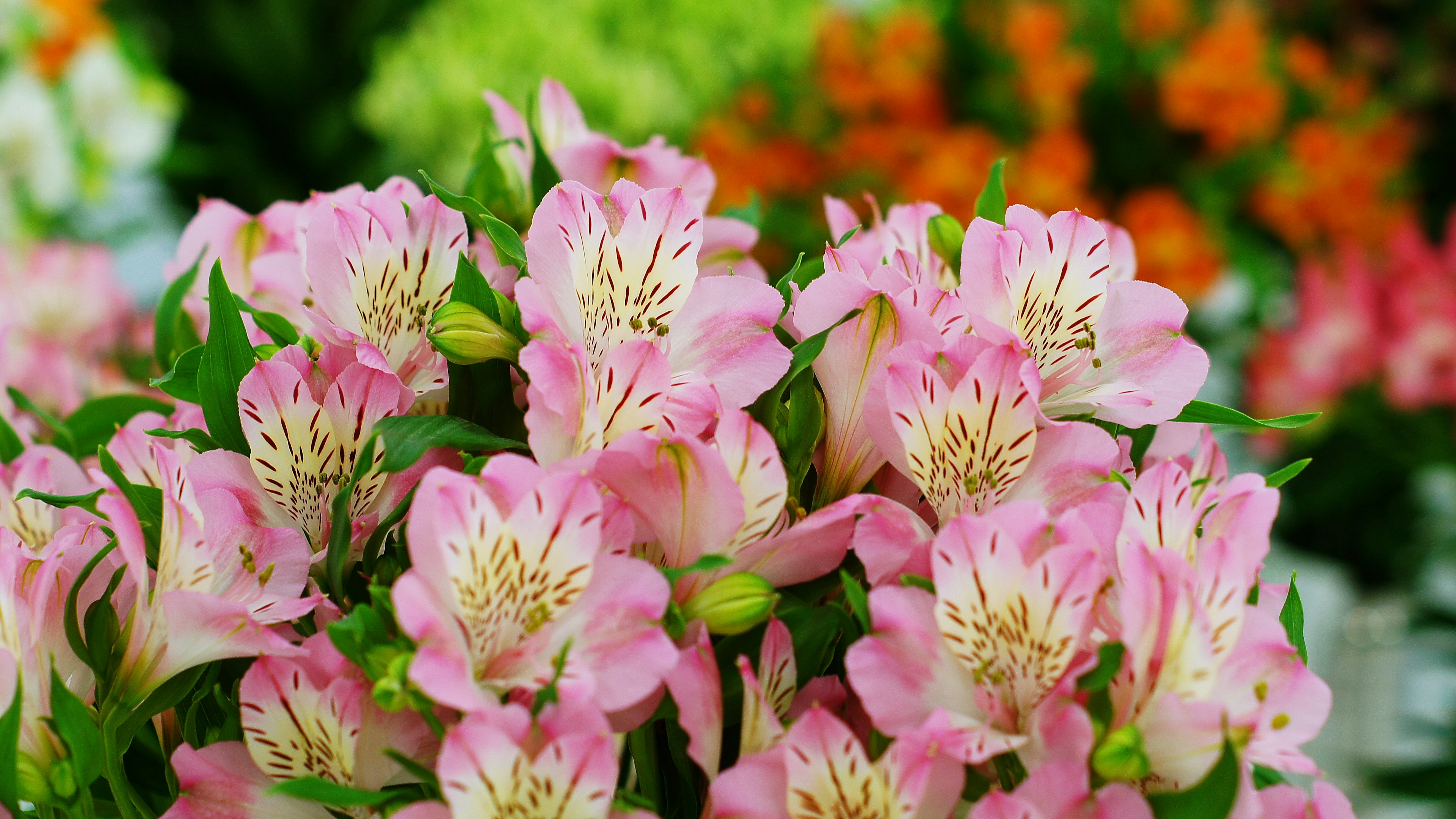 鮮やかなピンクのアルストロメリアの花束 背景には他の花々がぼんやりと見える