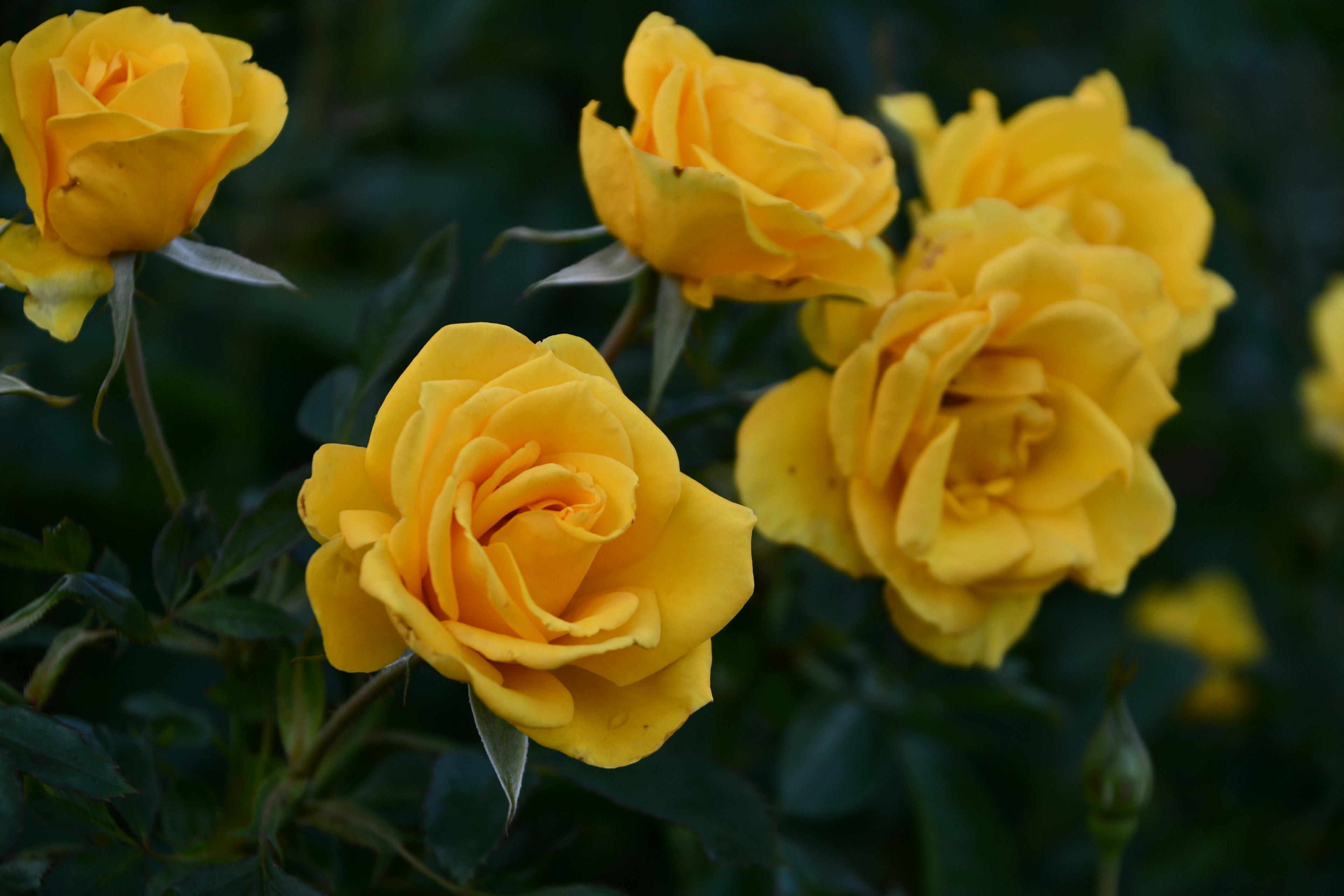 鮮やかな黄色のバラの花が集まって咲いている