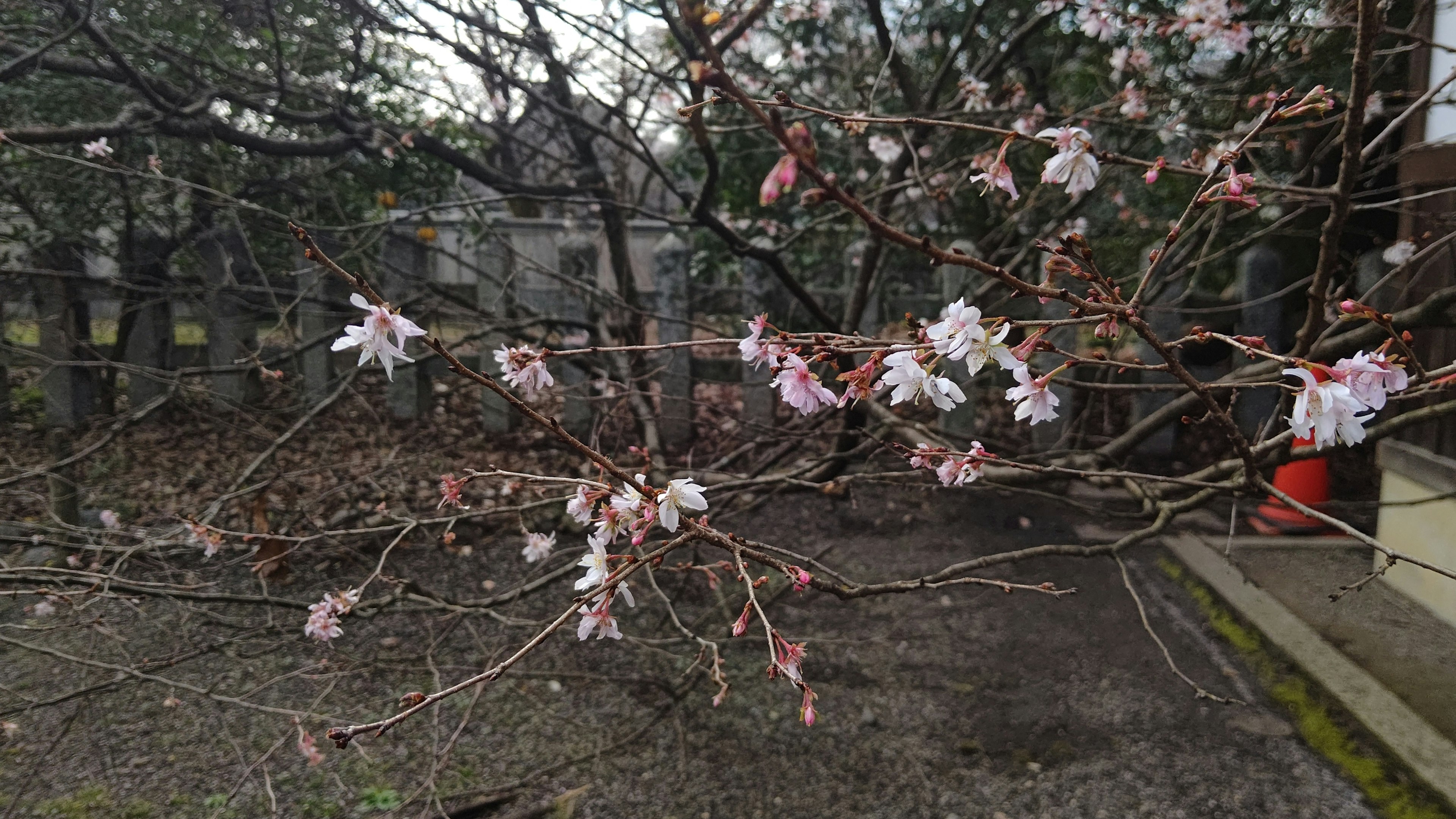 Kedekatan cabang bunga sakura dengan bunga merah muda