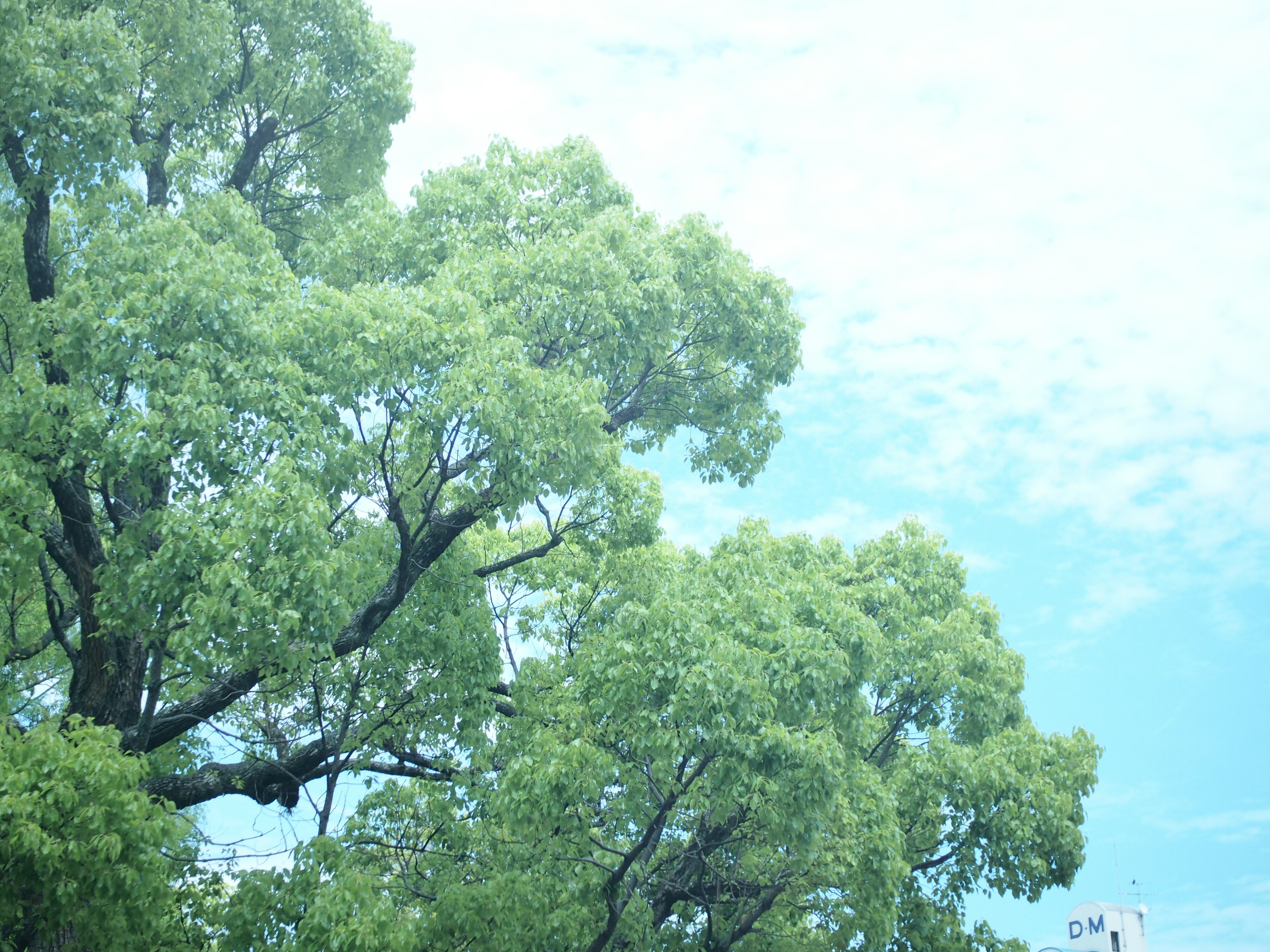 青々とした木々と青空の風景