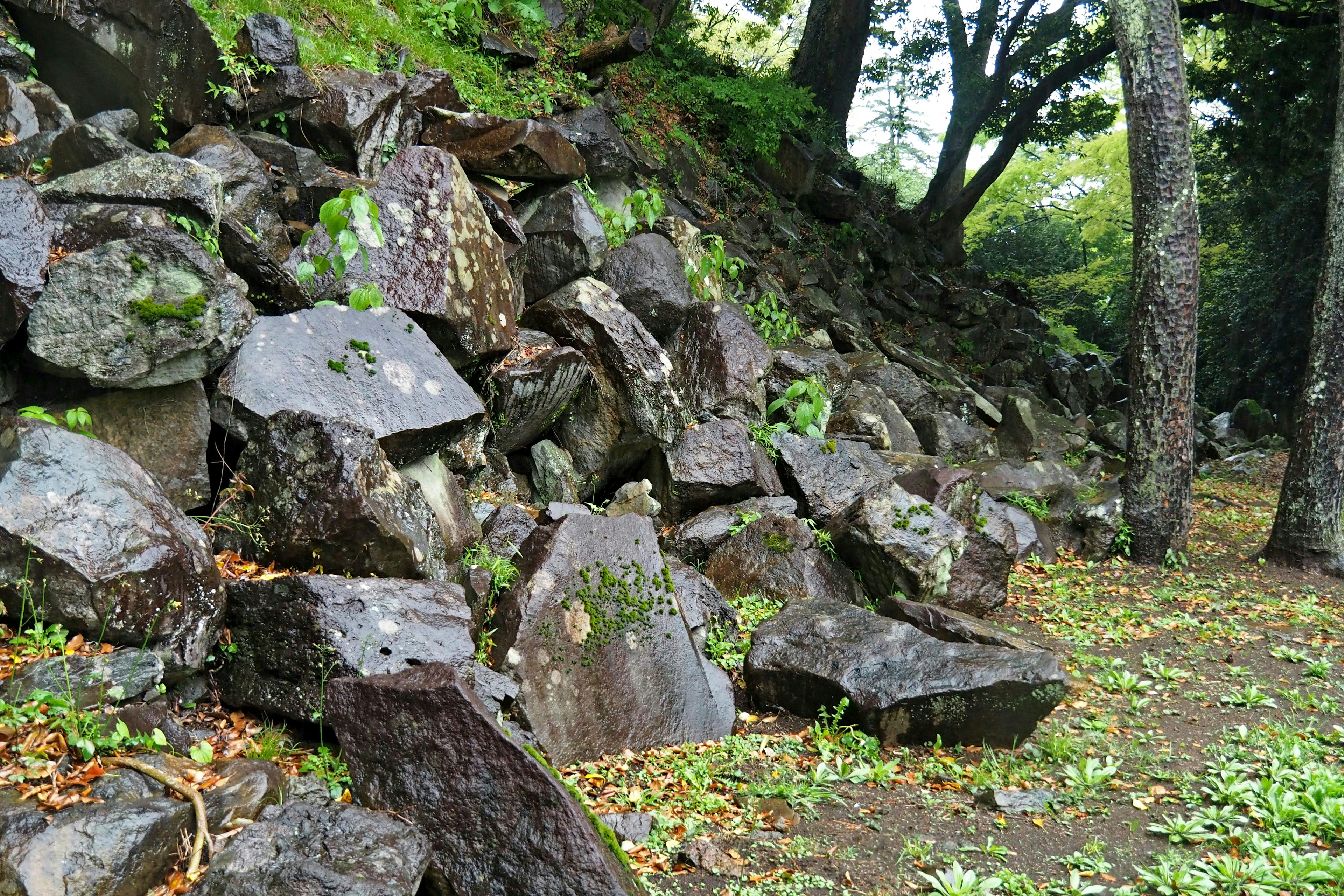 Vista escénica con rocas y vegetación exuberante