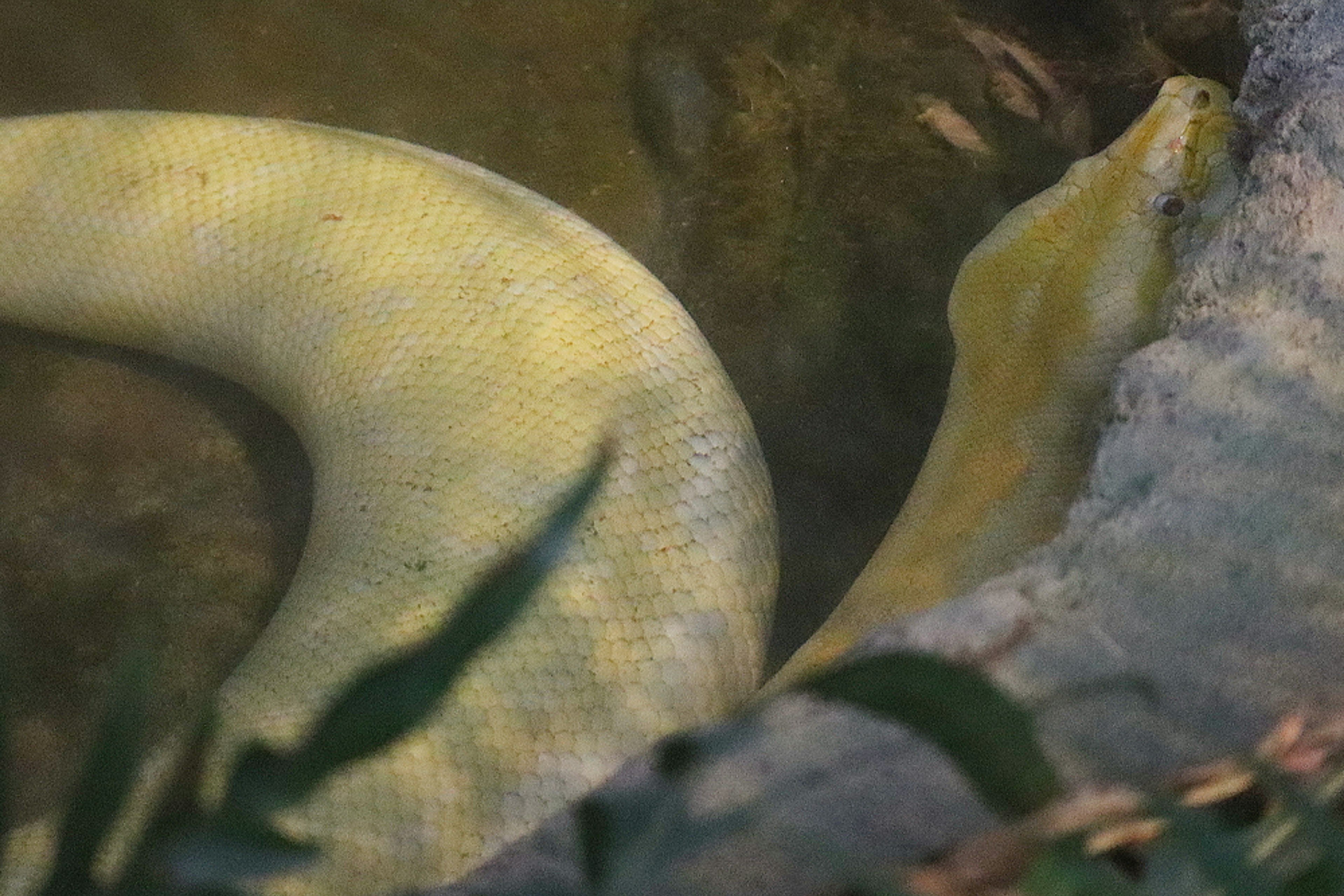 A yellow snake resting on a rock