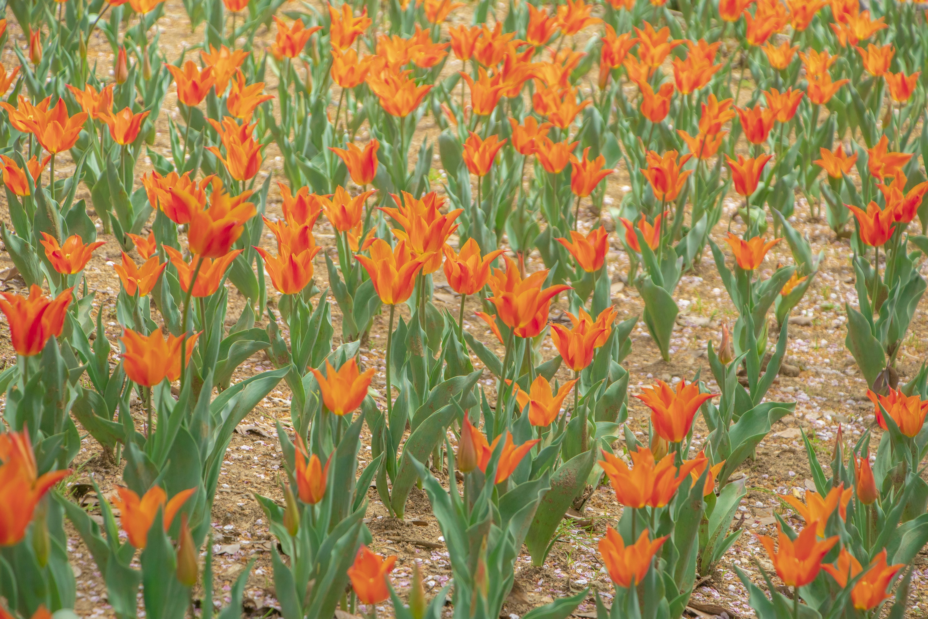 A vibrant field of orange tulips in full bloom