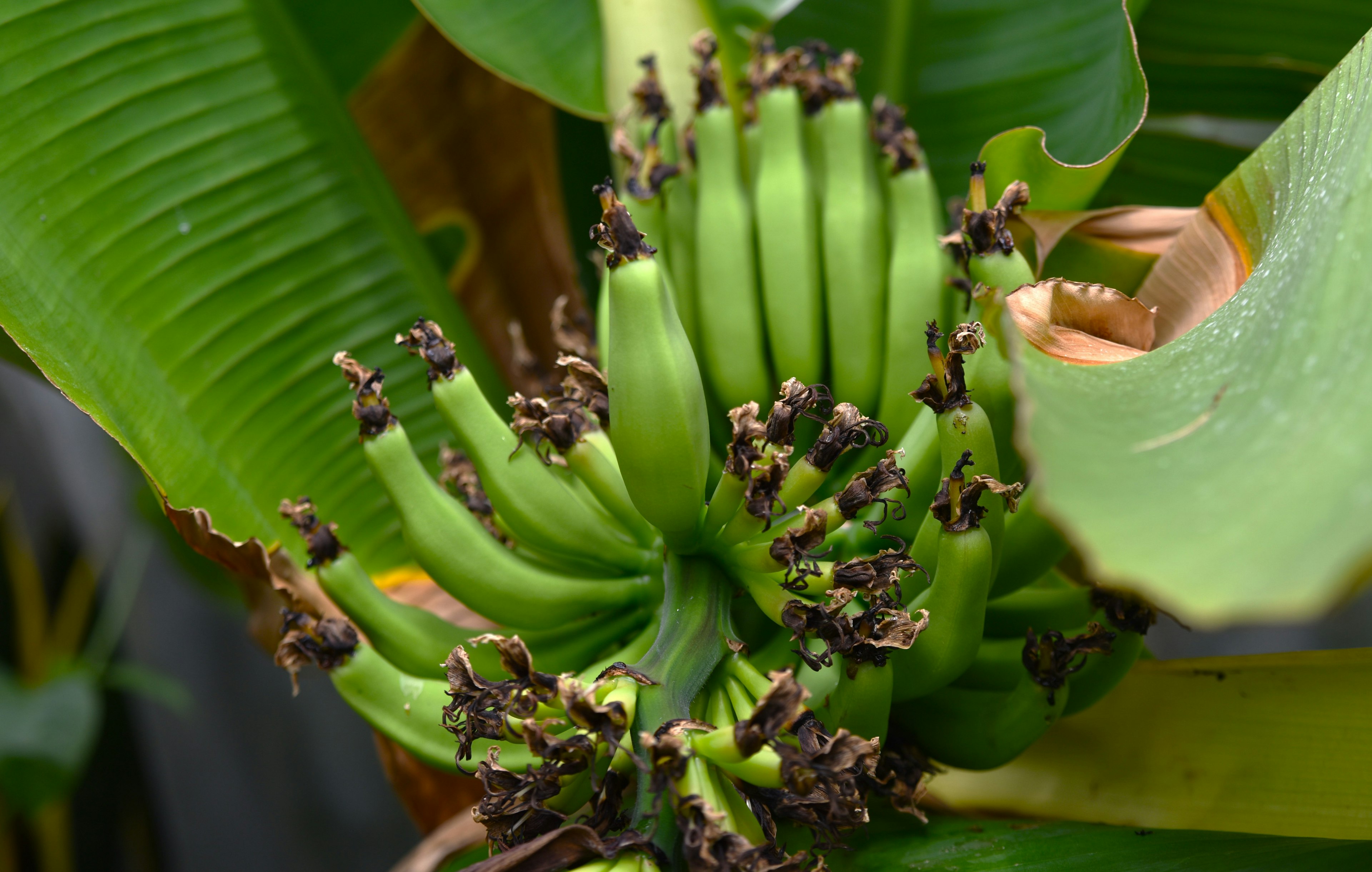 Image of a bunch of green bananas with leaves