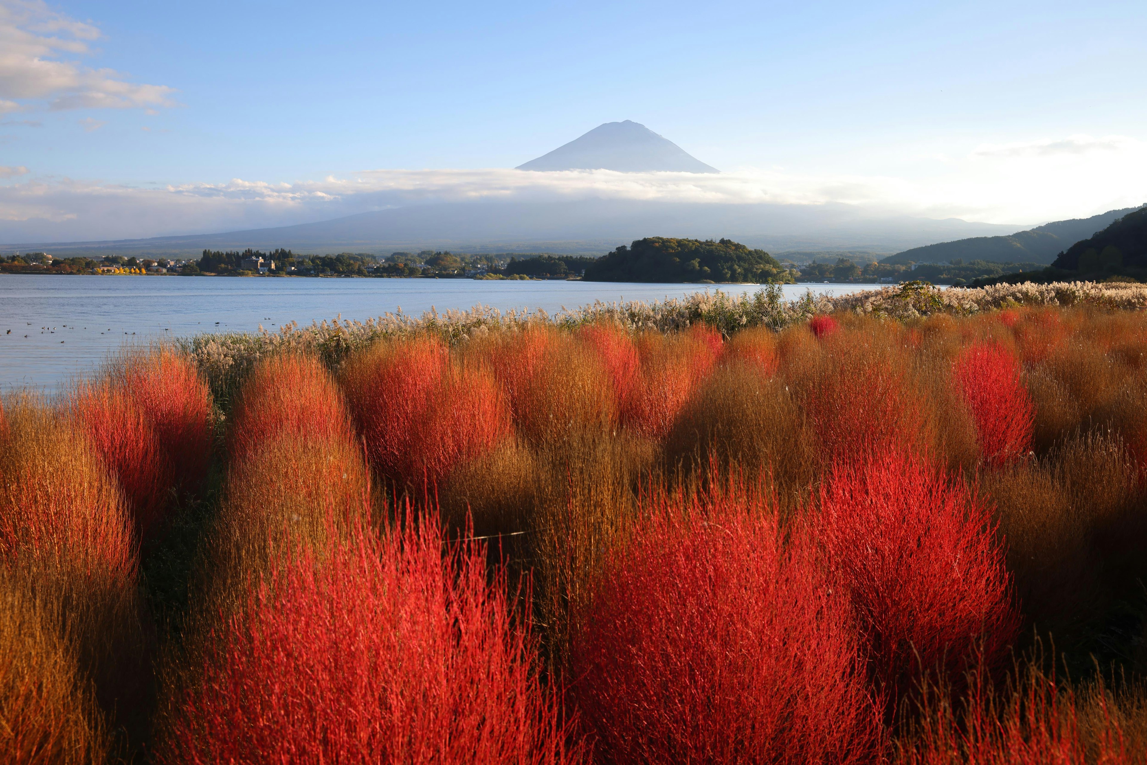 Campi rossi vivaci con il monte Fuji sullo sfondo