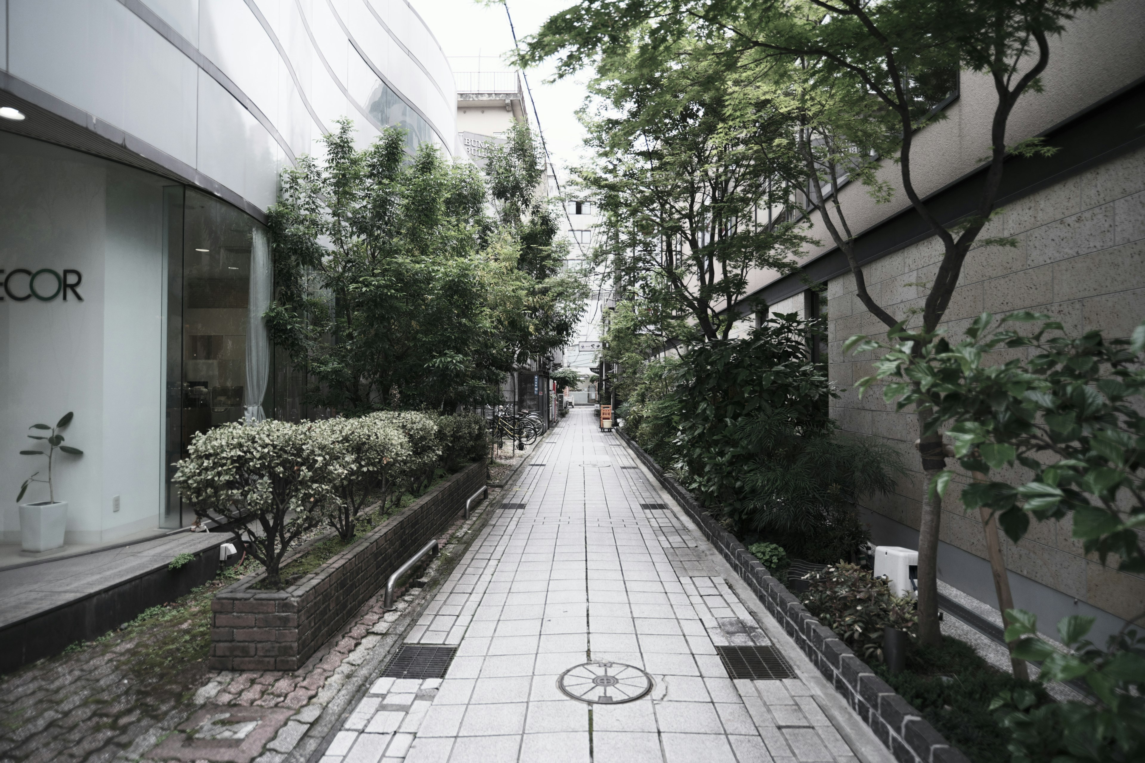 A serene pathway surrounded by green trees and modern buildings