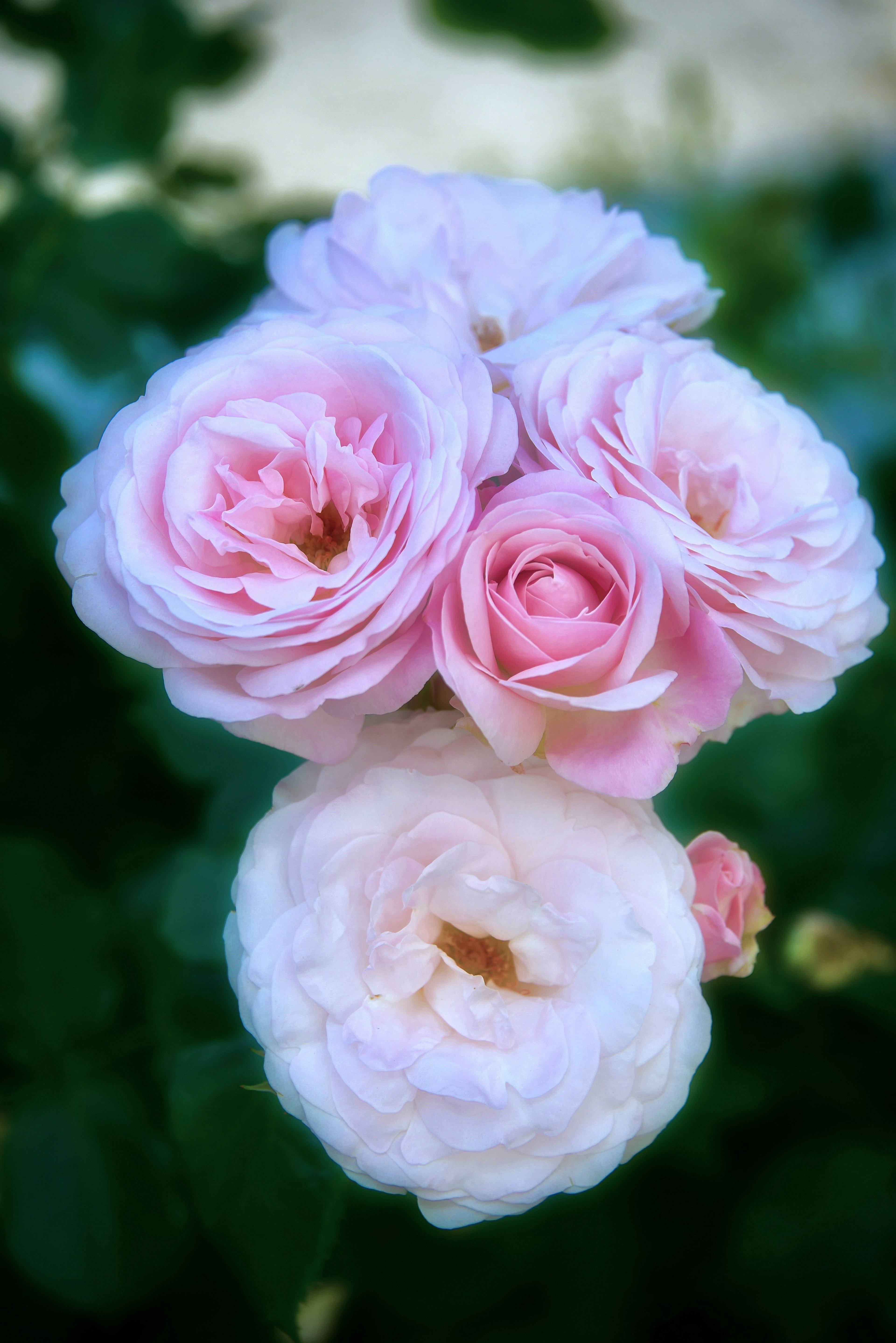 Ein Strauß aus blassen rosa Rosen umgeben von grünen Blättern