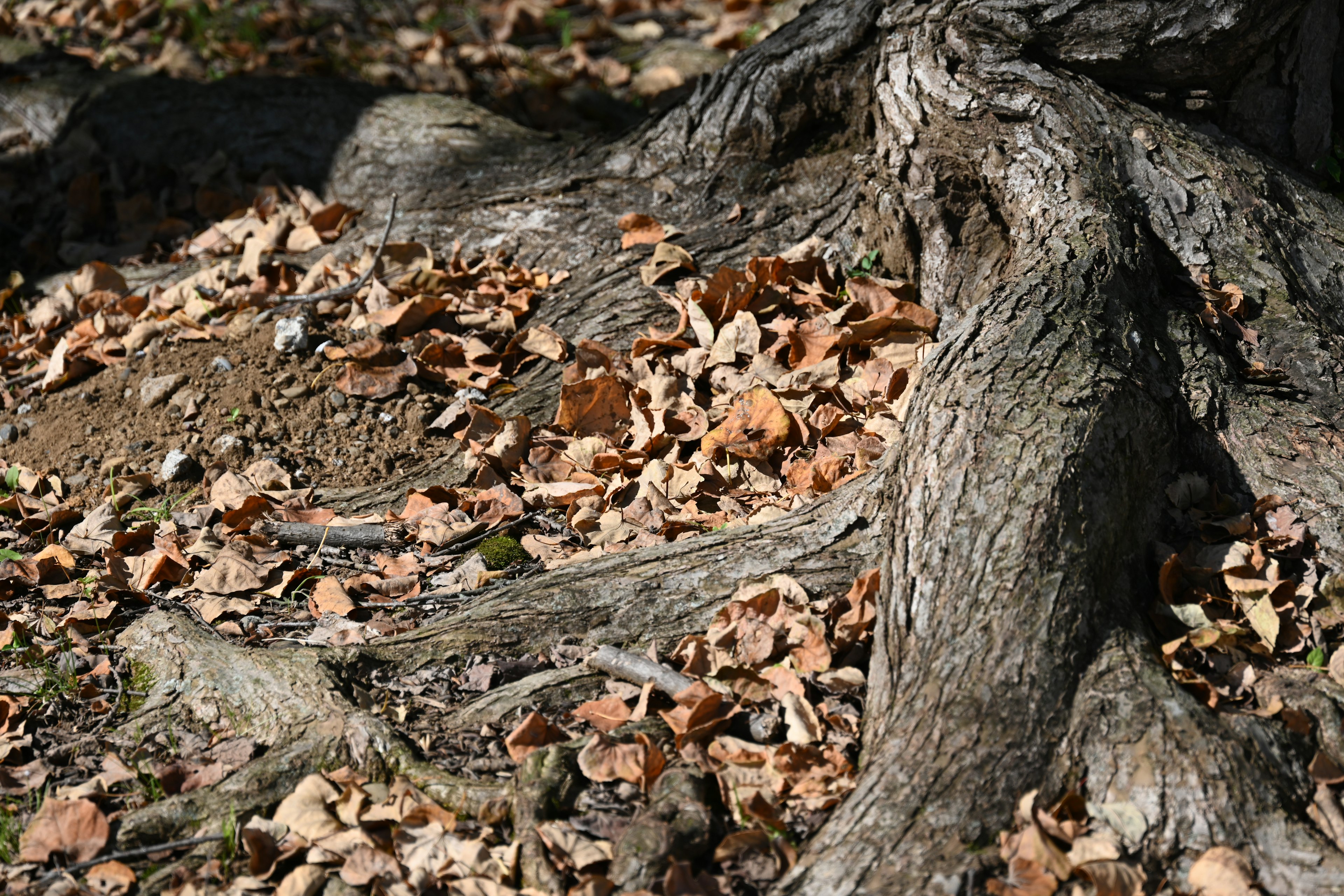 Gros plan sur des racines d'arbre et des feuilles mortes au sol