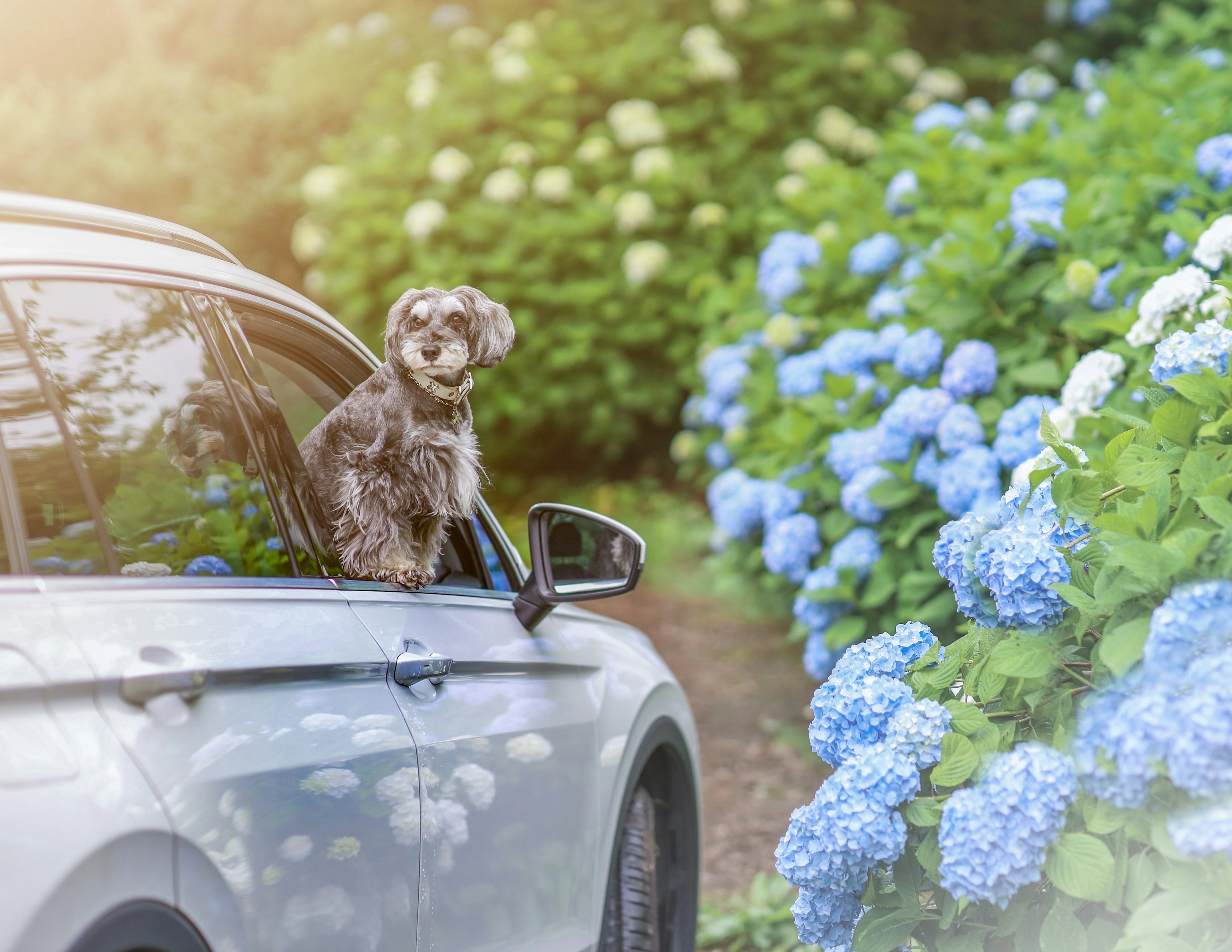 Un cane che guarda fuori dal finestrino di un'auto con ortensie blu in fiore nelle vicinanze