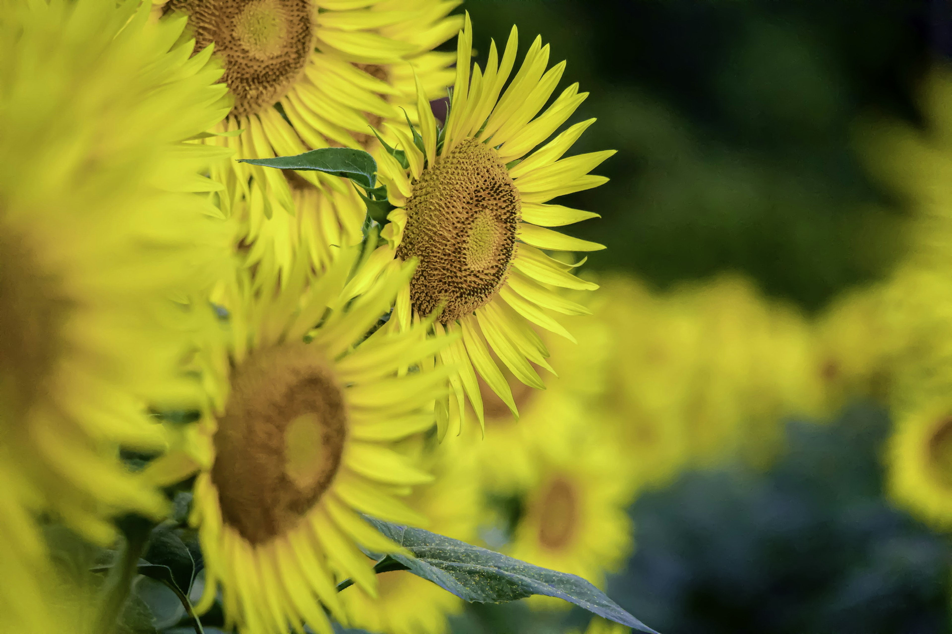 Girasoles vibrantes dispuestos en fila