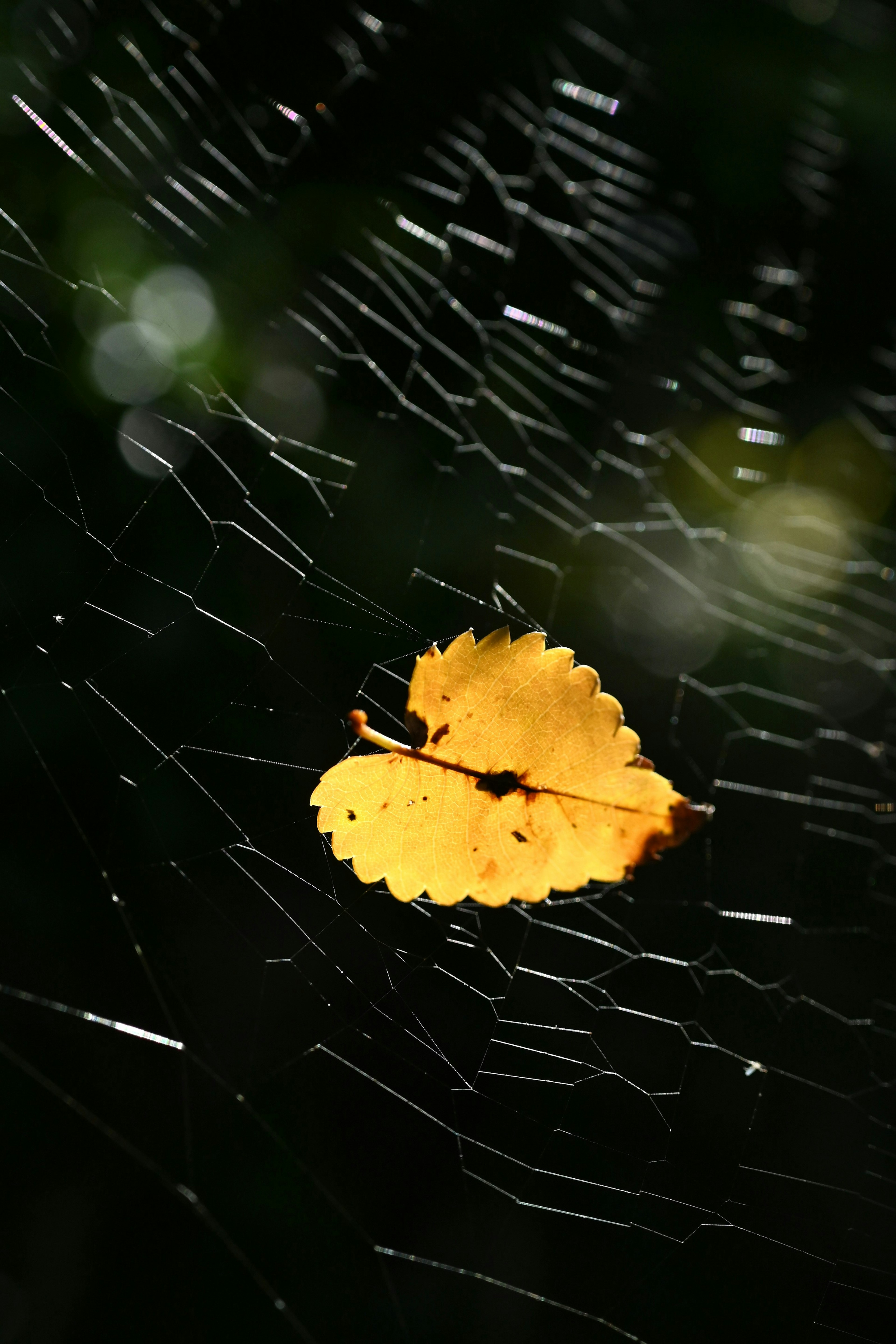 Foglia gialla intrappolata in una ragnatela