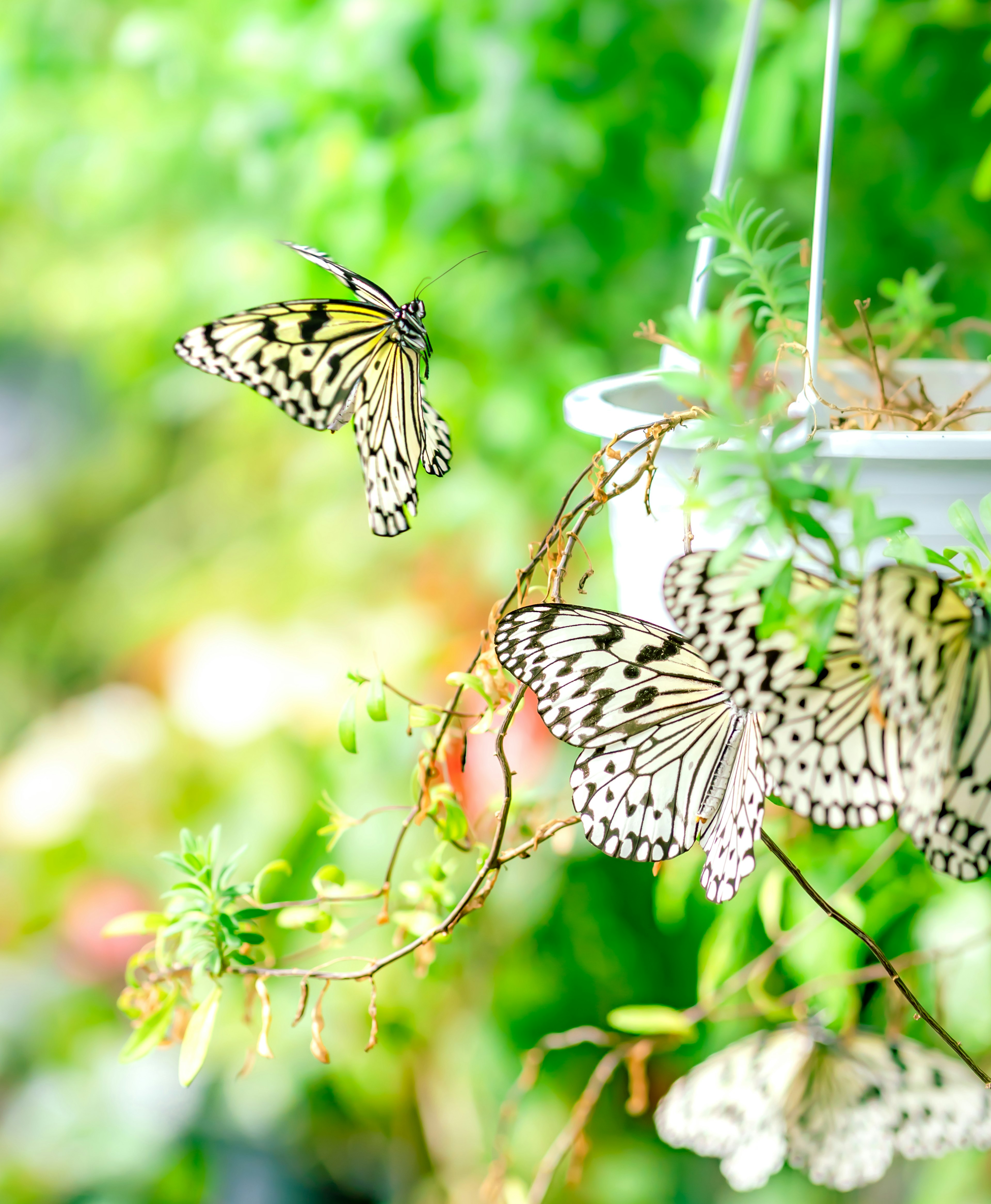 Schwarz-weiße Schmetterlinge fliegen in der Nähe von Blumen vor grünem Hintergrund