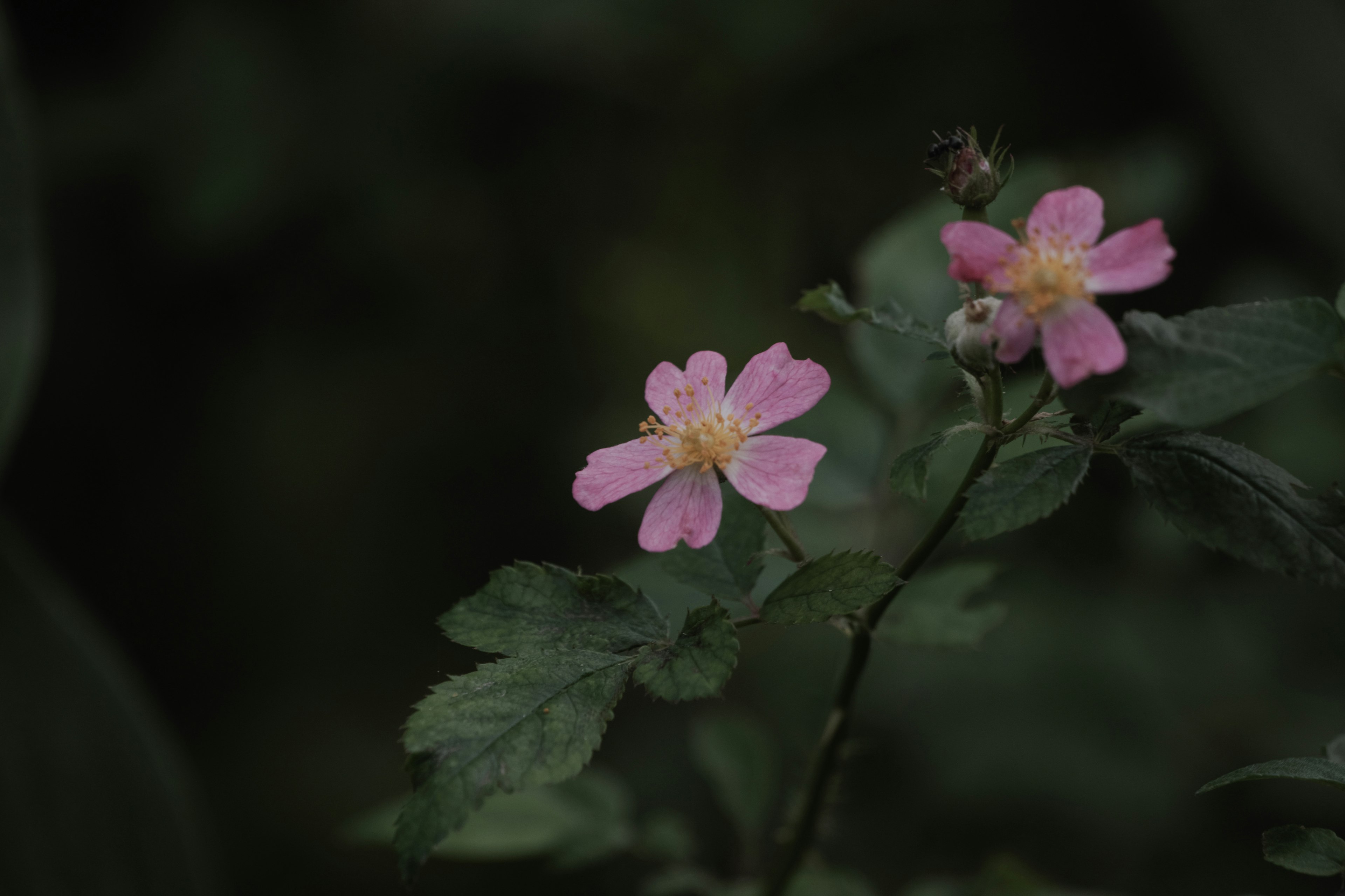 Zwei zarte rosa Blumen umgeben von grünen Blättern