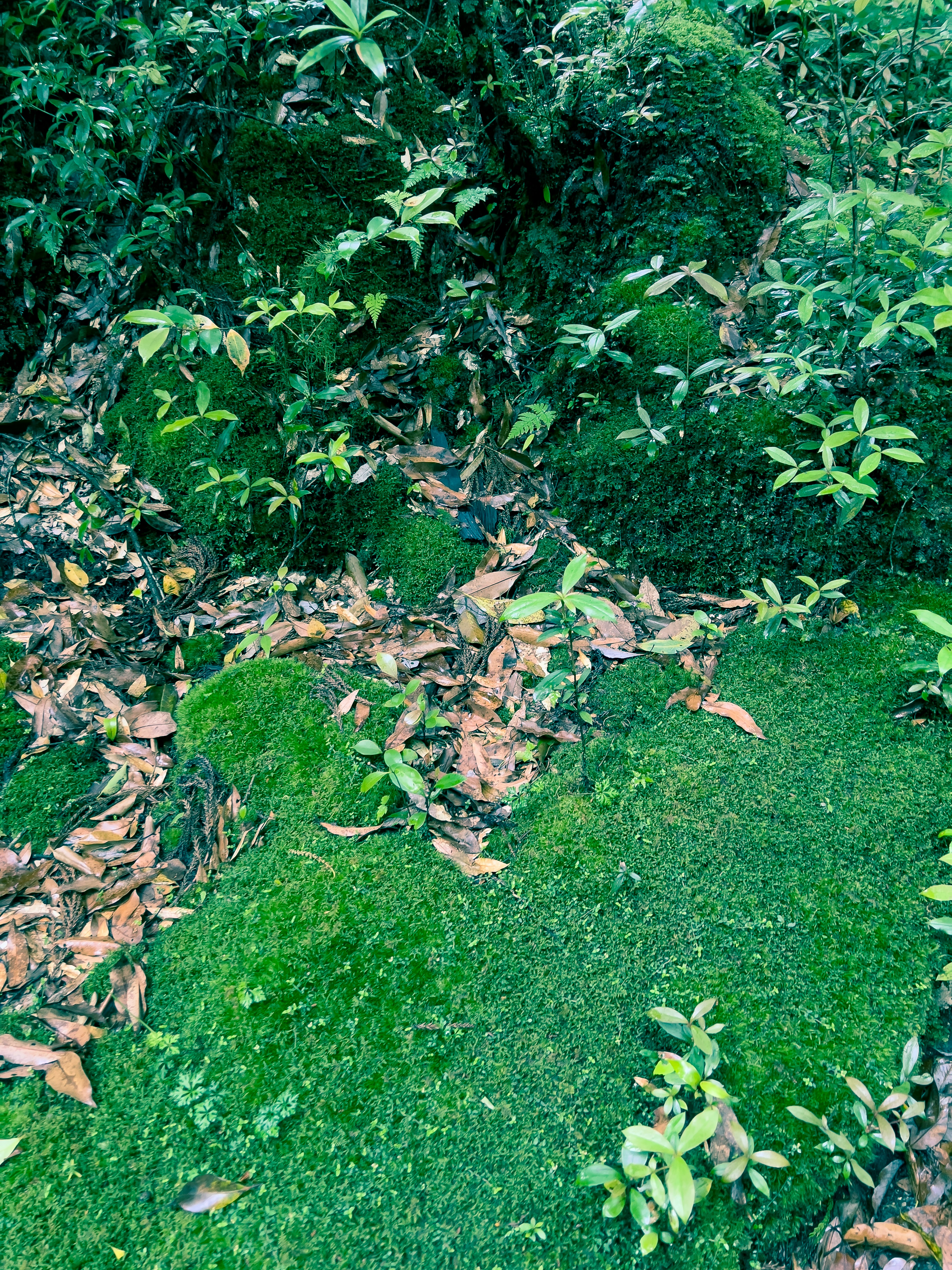 Musgo verde exuberante y hojas caídas en un entorno natural