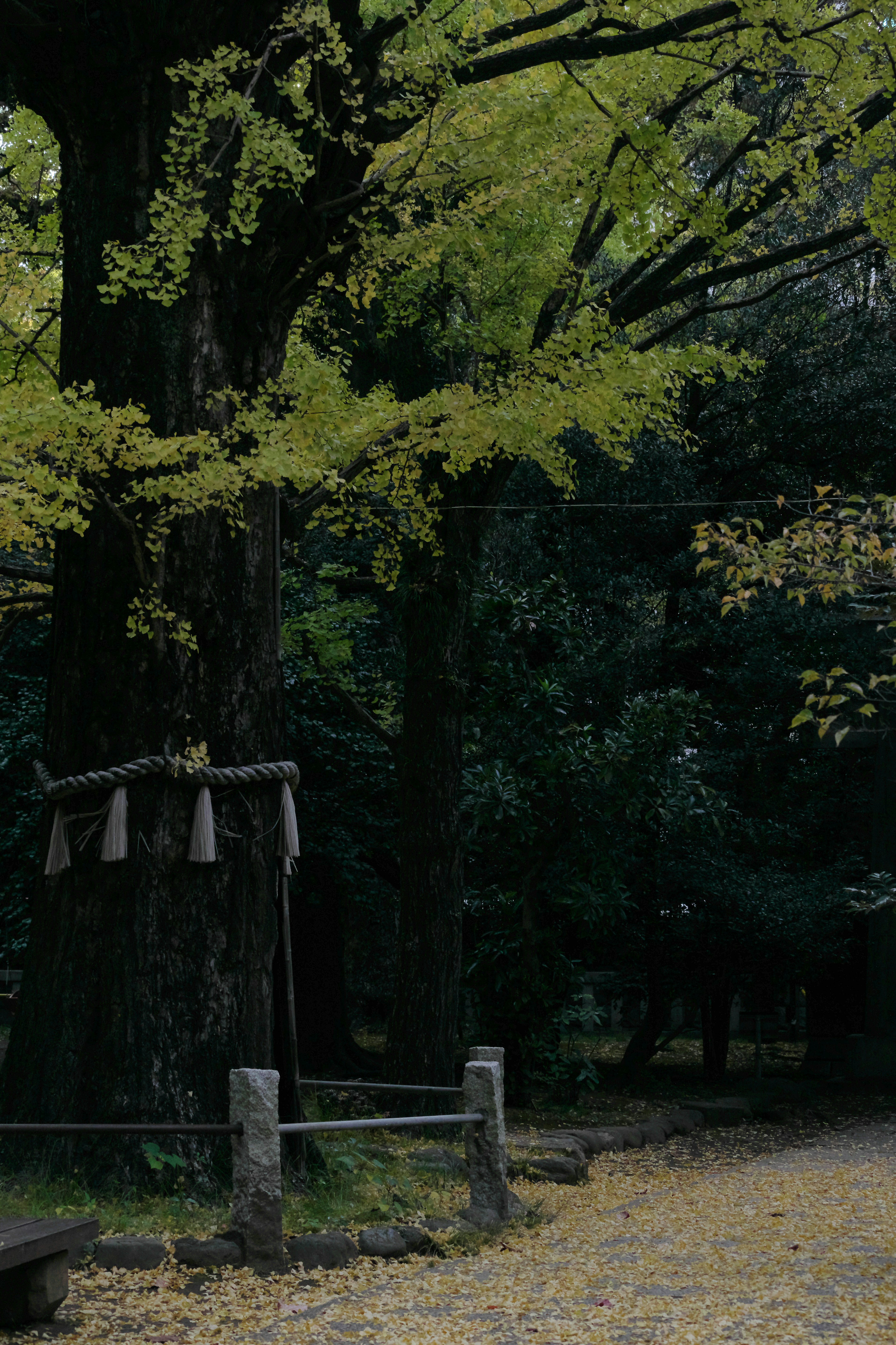 秋の黄葉が美しい大木とその周囲の静かな風景