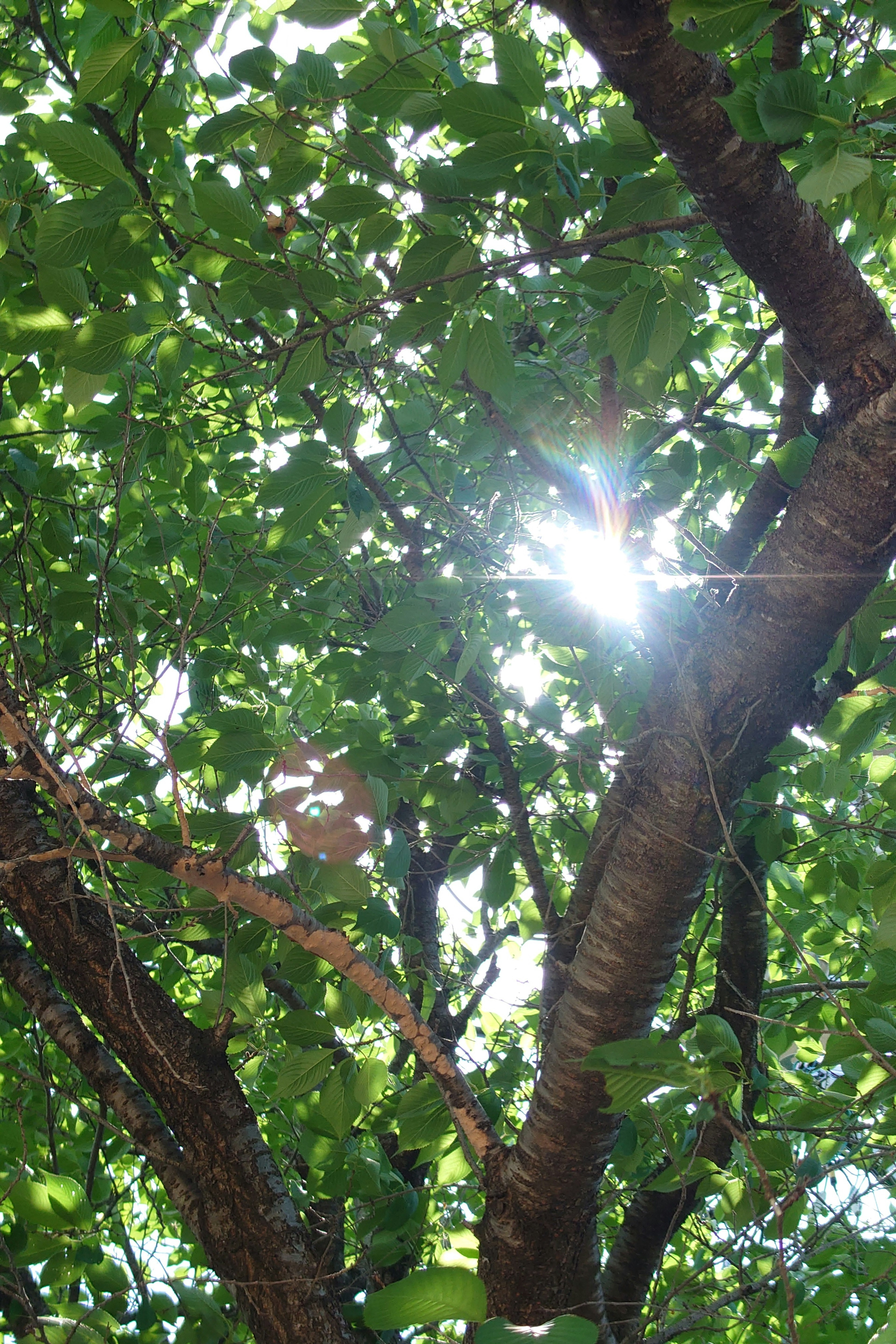 Sunlight filtering through green leaves of a tree