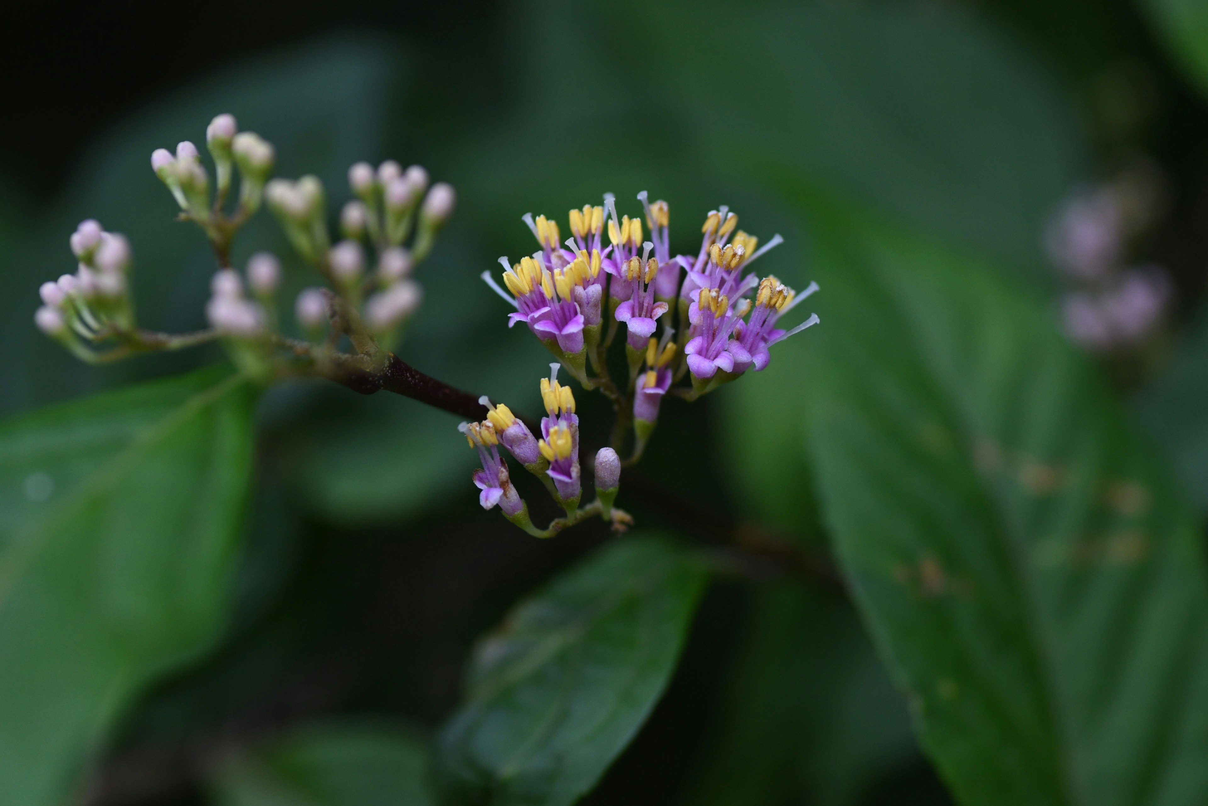 ภาพใกล้ชิดของพืชที่มีดอกสีม่วงและสีเหลืองล้อมรอบด้วยใบสีเขียว