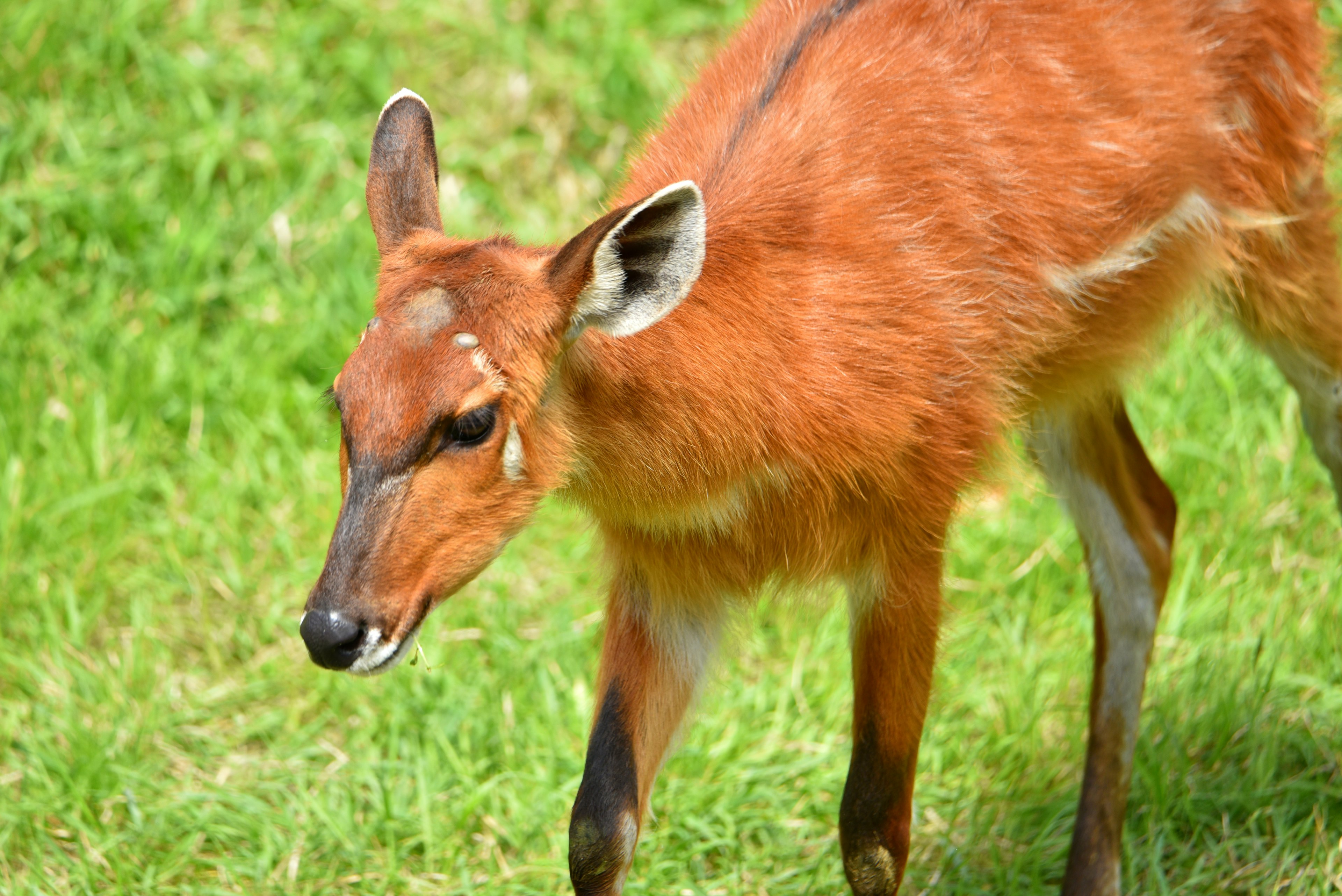 Close-up photo of an animal resembling an okapi in a grassy area