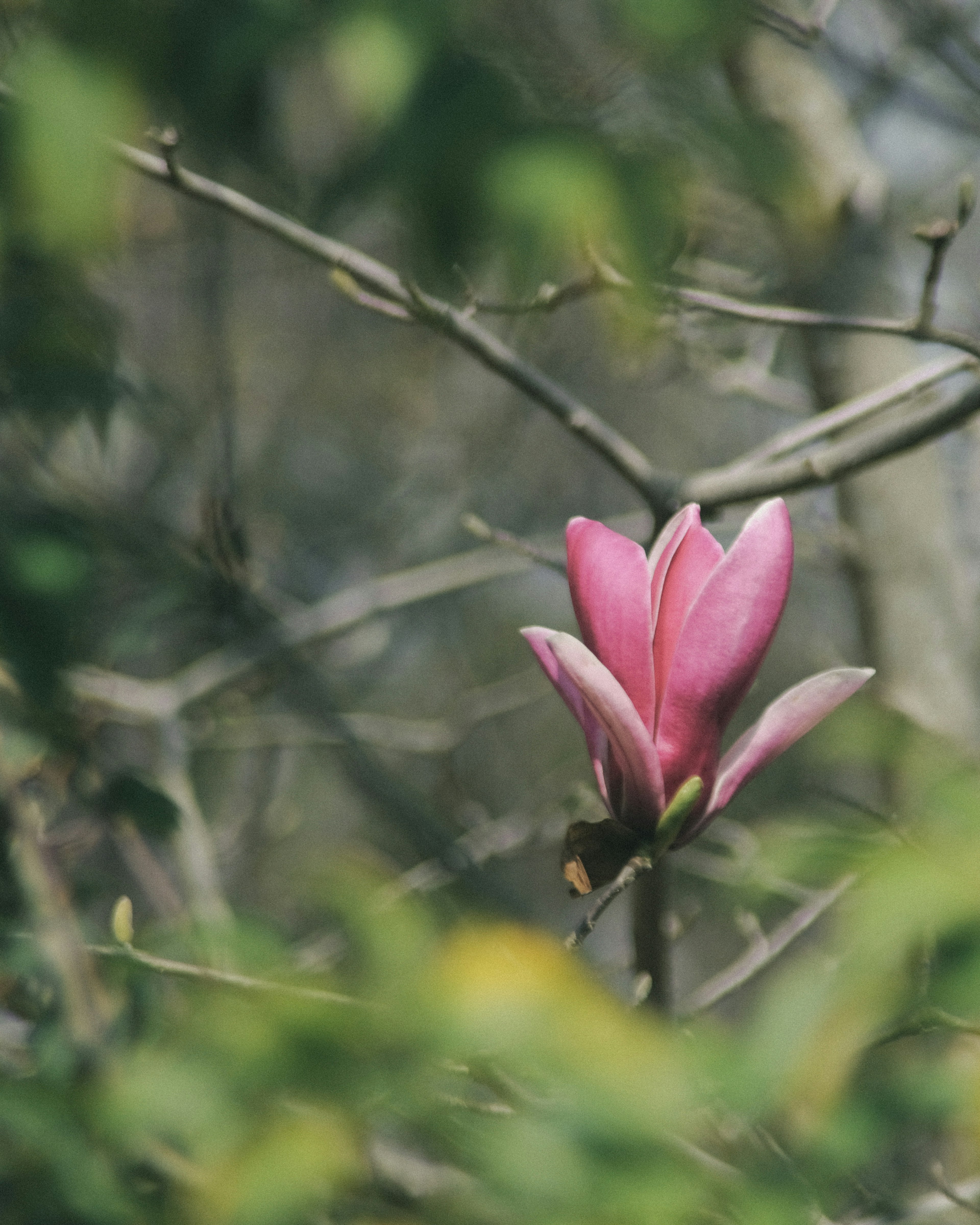 Un fiore di magnolia rosa che sboccia tra i rami con uno sfondo sfocato