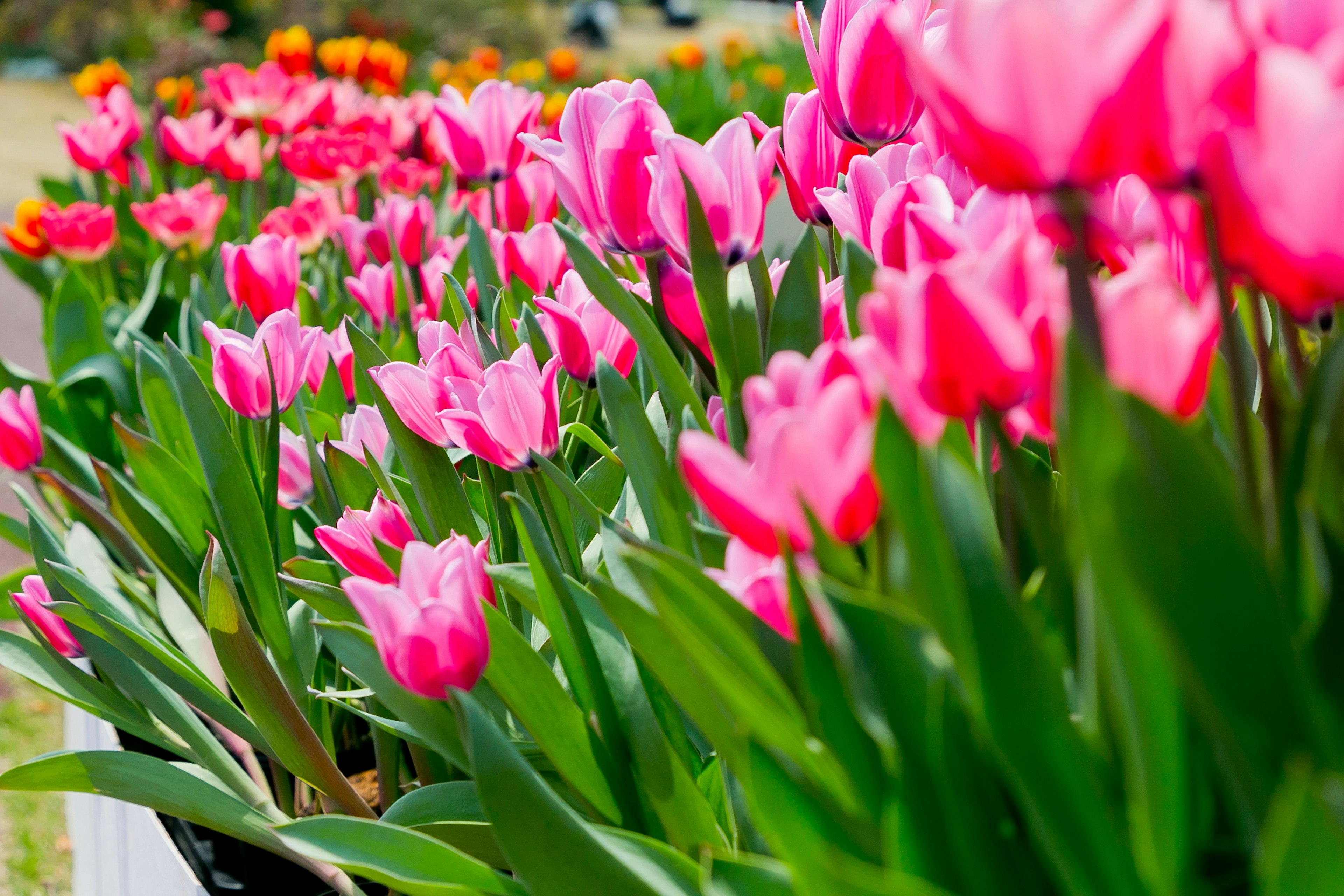 Vibrant pink tulips blooming in a garden setting