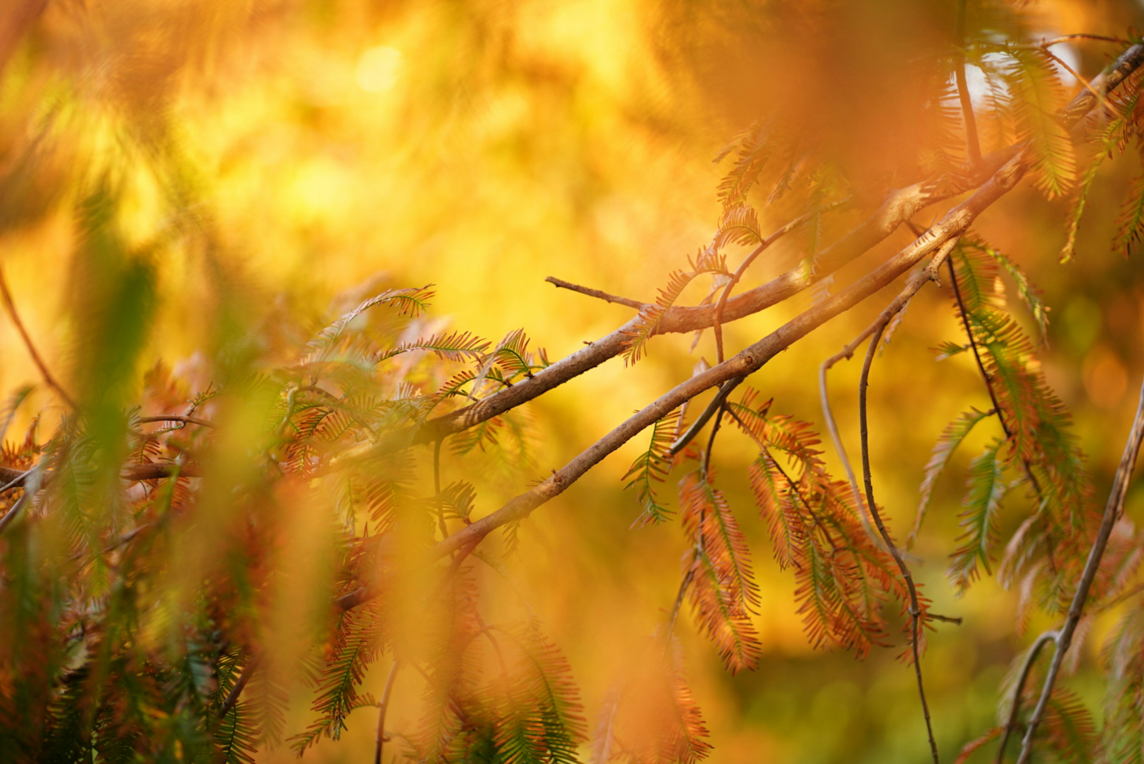 Fondo suave de hojas y ramas de otoño que se mezclan