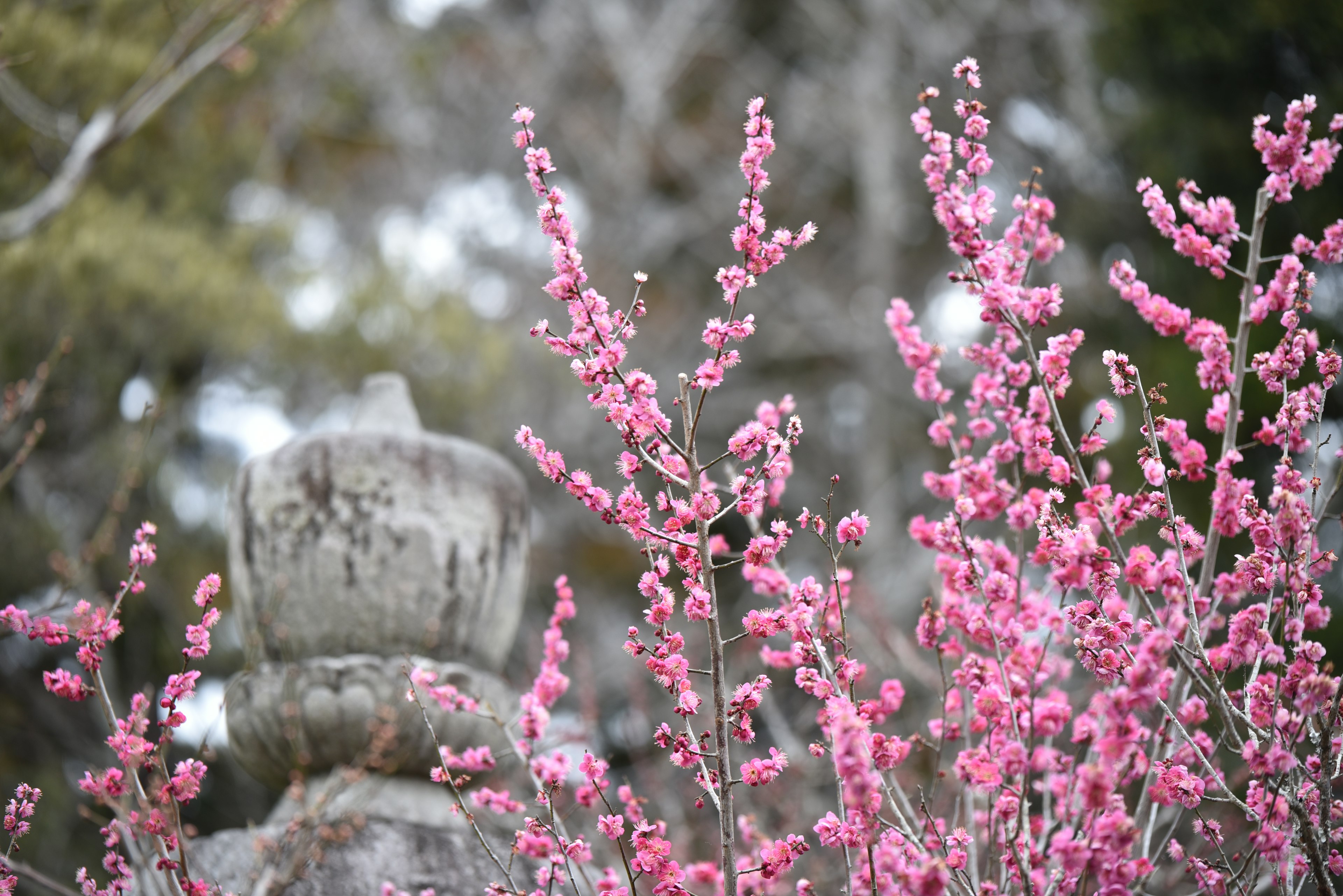 Fiori di pesco accanto a una antica pagoda in pietra