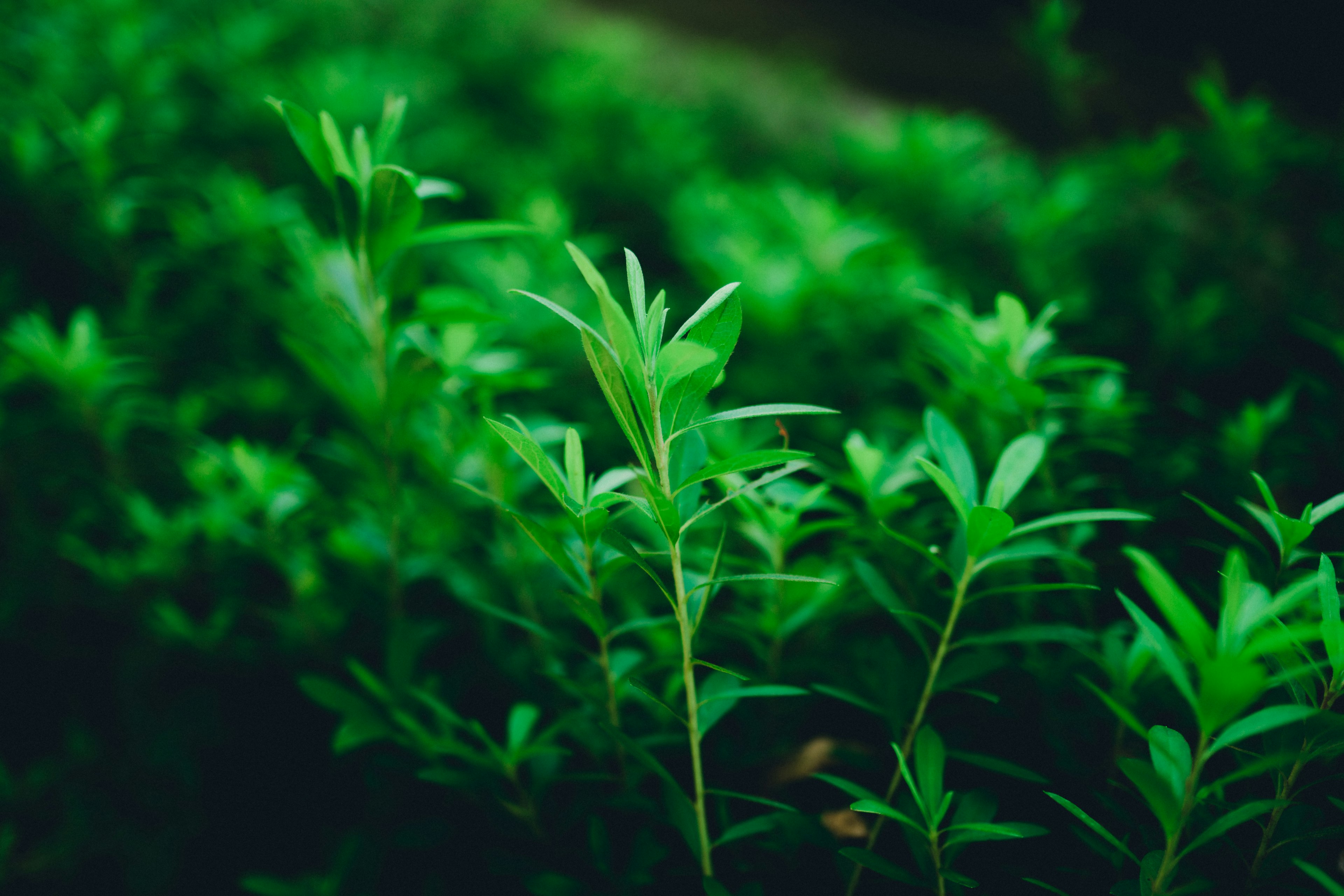 緑の葉が生い茂る植物のクローズアップ