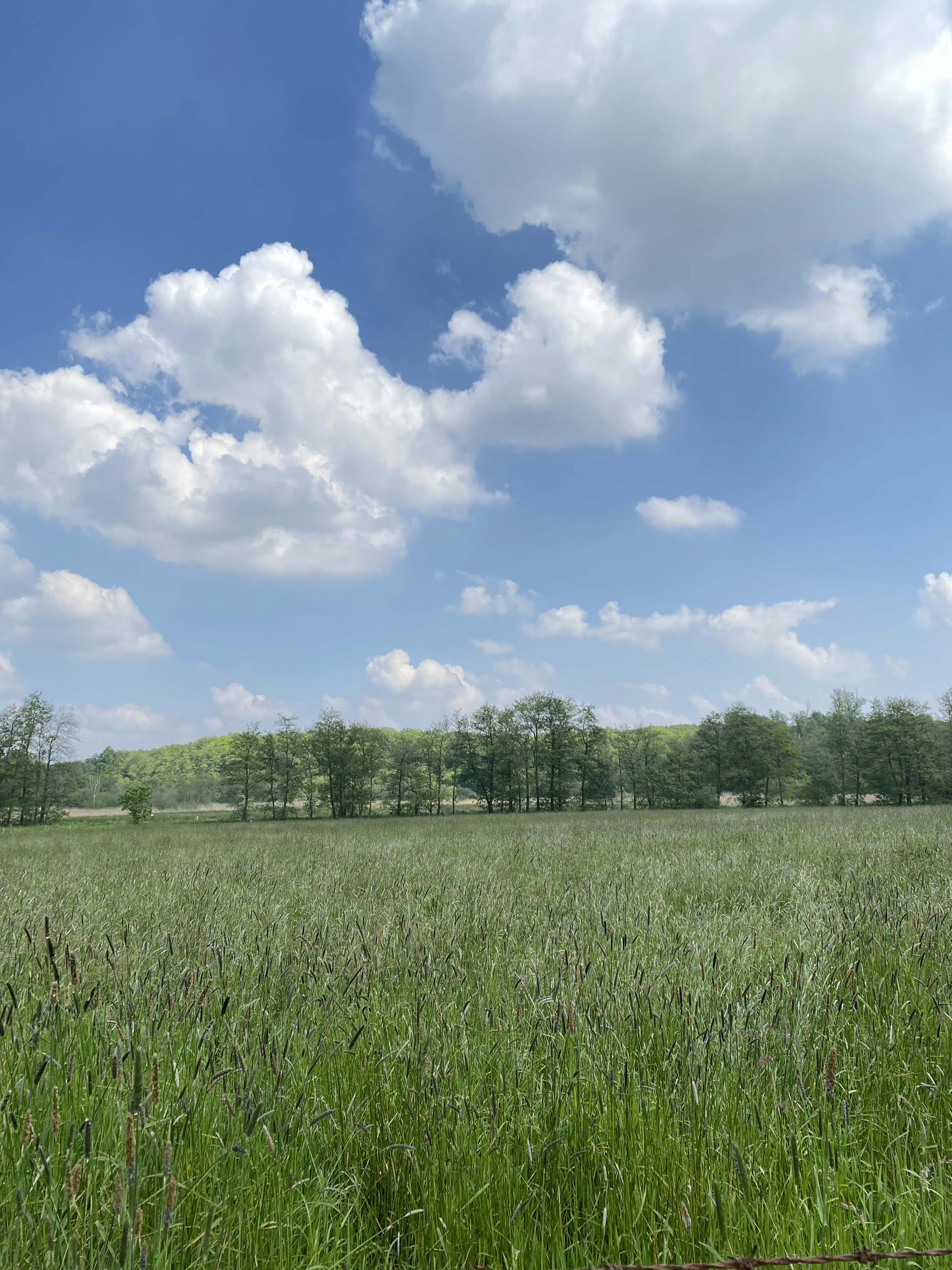 Lush green meadow under a bright blue sky with fluffy white clouds