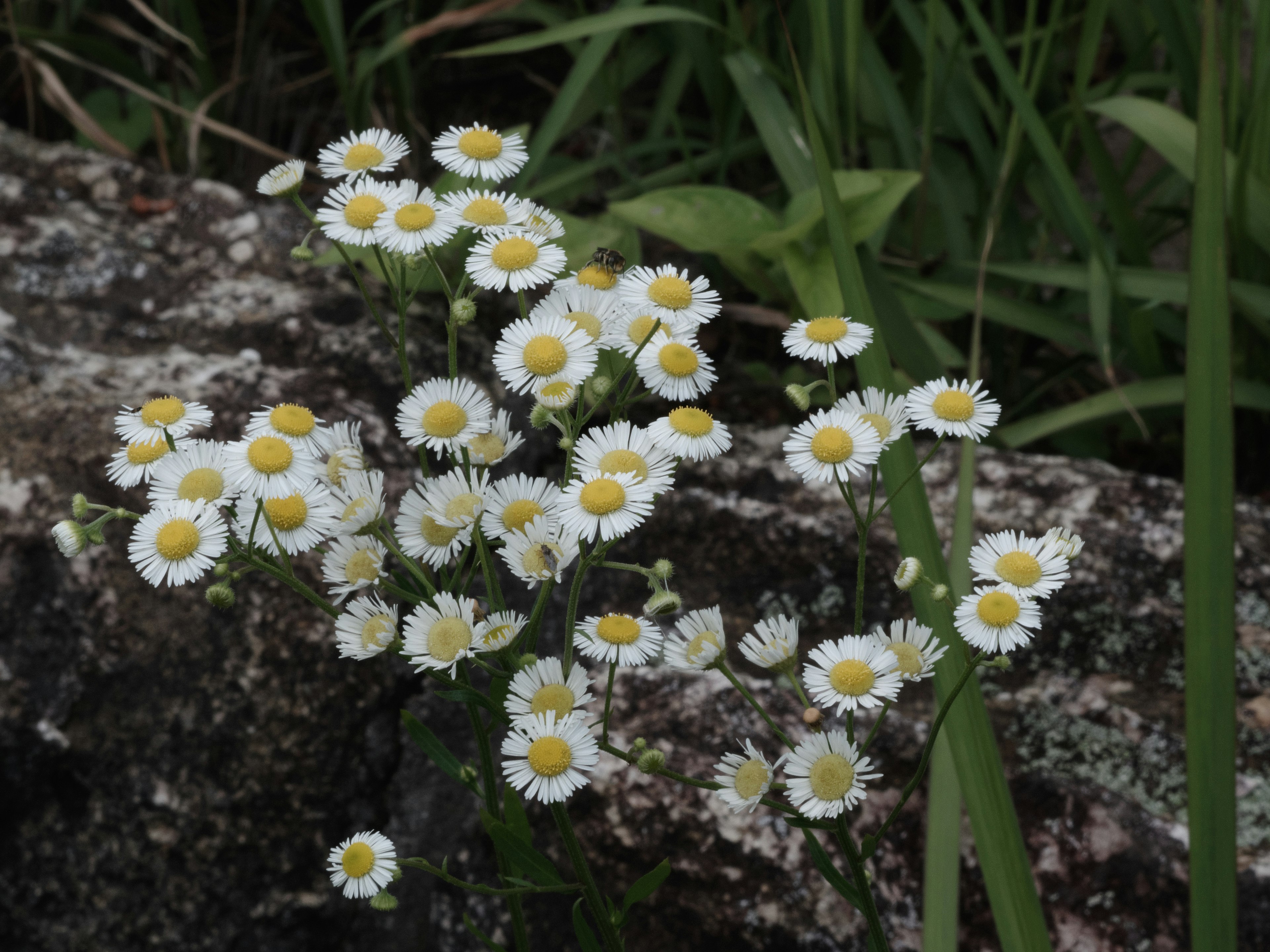 Un grupo de pequeñas flores con pétalos blancos y centros amarillos floreciendo sobre una roca