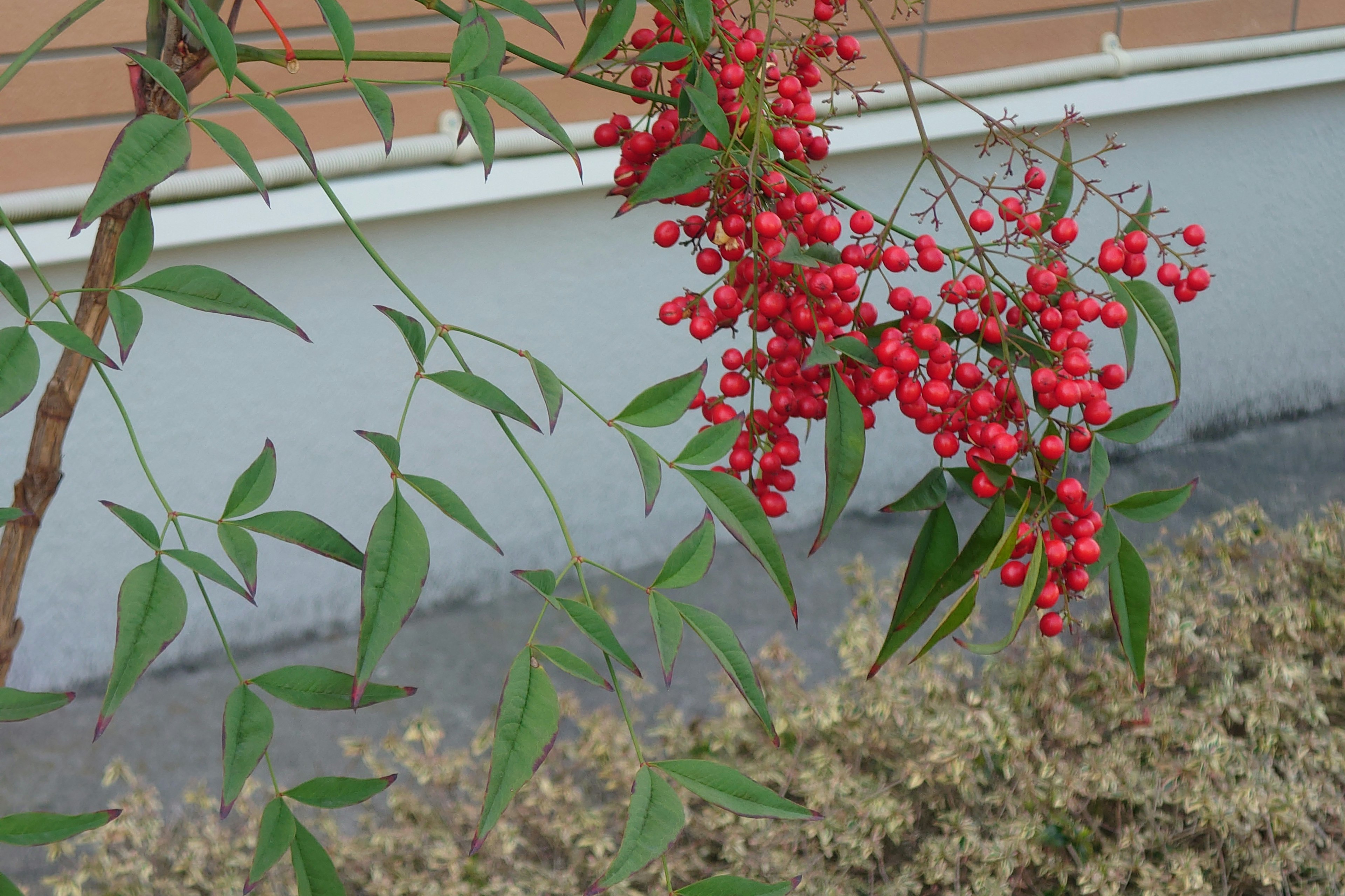 Imagen de una planta con racimos de bayas rojas brillantes y hojas verdes