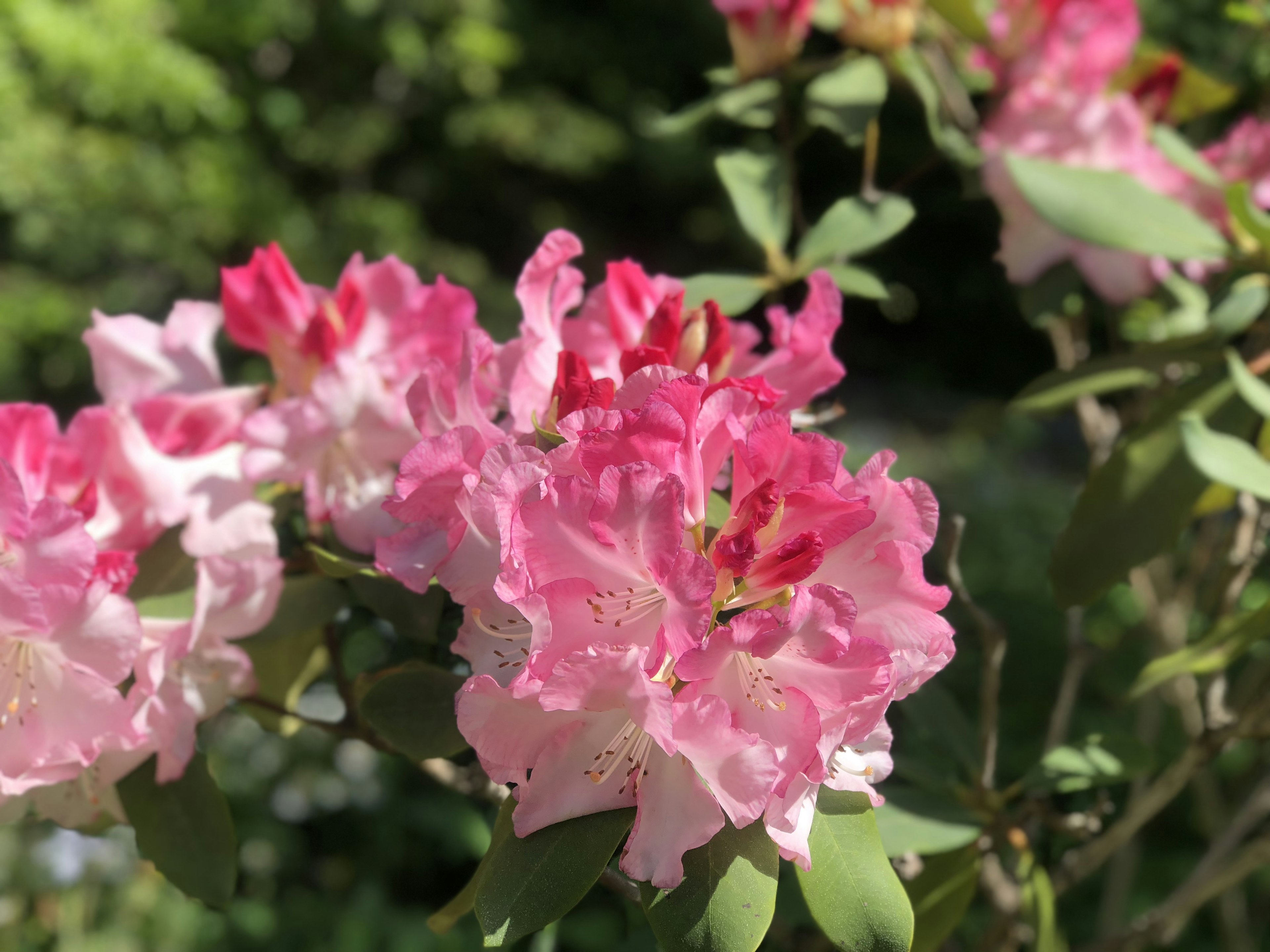 淡いピンクの花が咲いている植物のクローズアップ