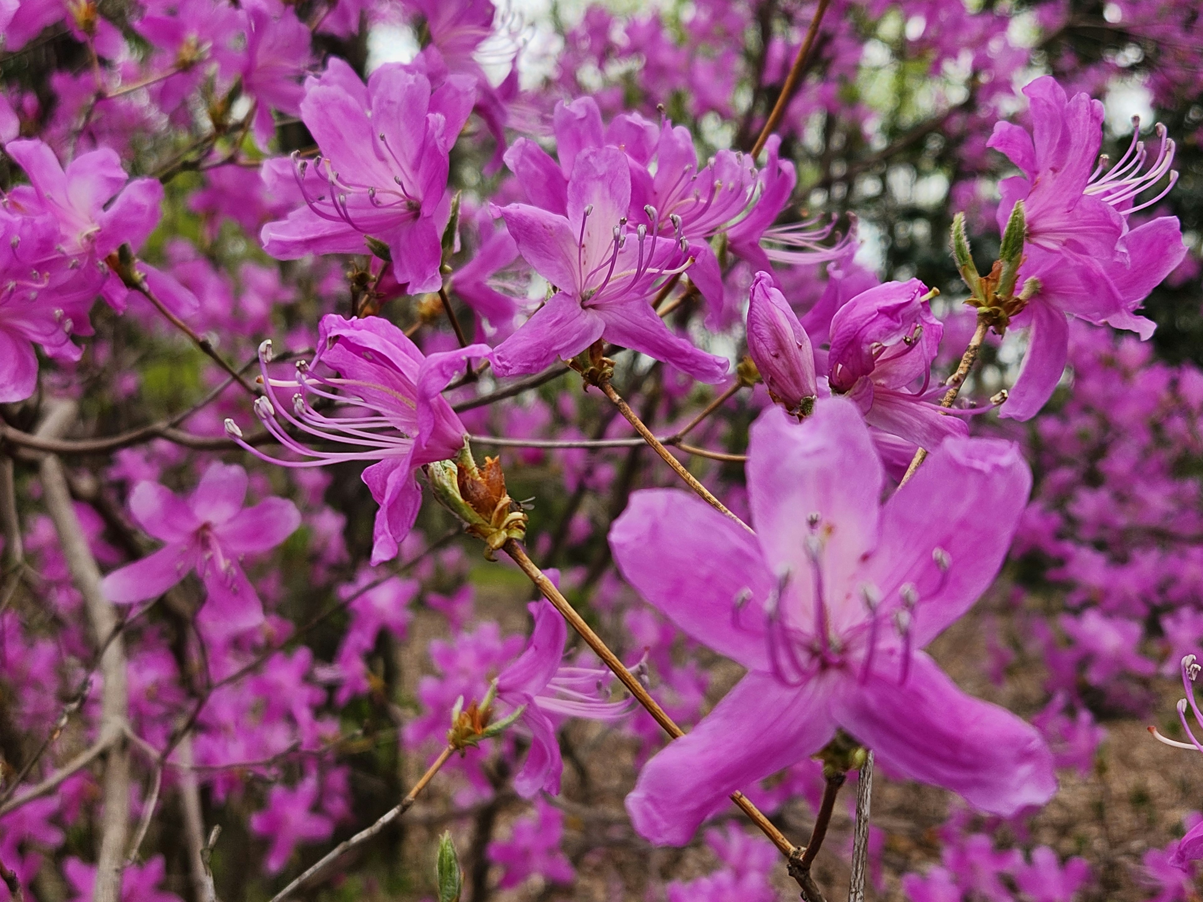 Acercamiento de flores de azalea rosa vibrante