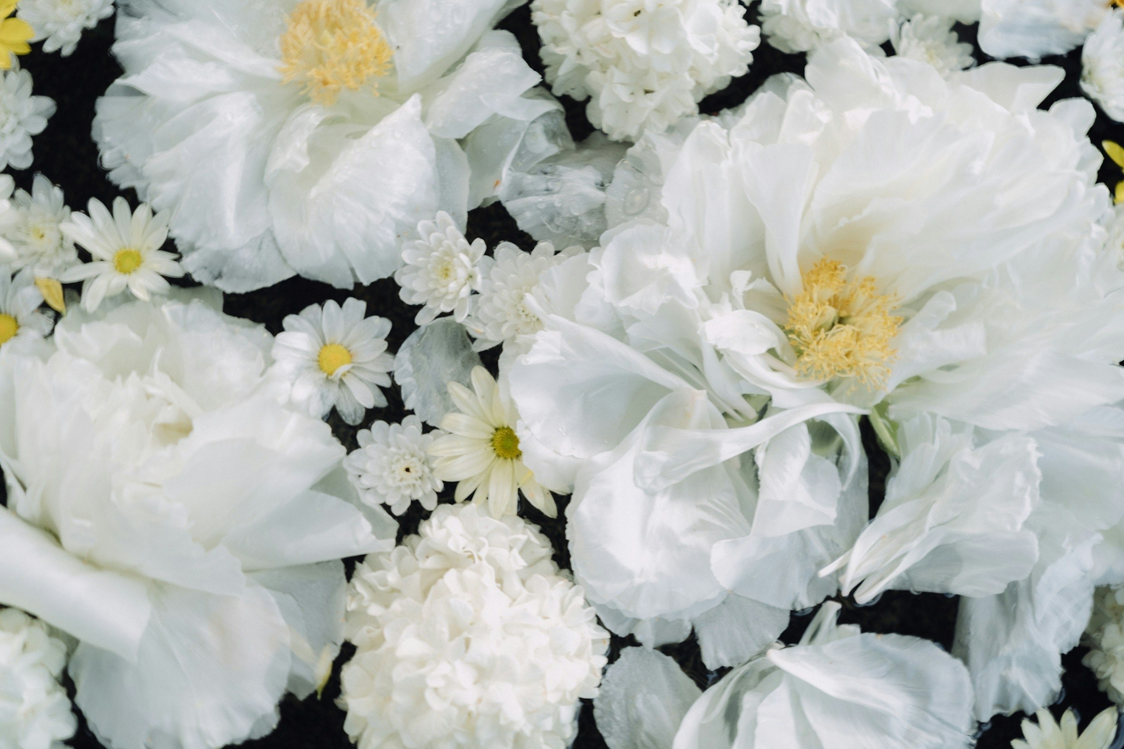 Hermoso arreglo de flores blancas sobre un fondo negro